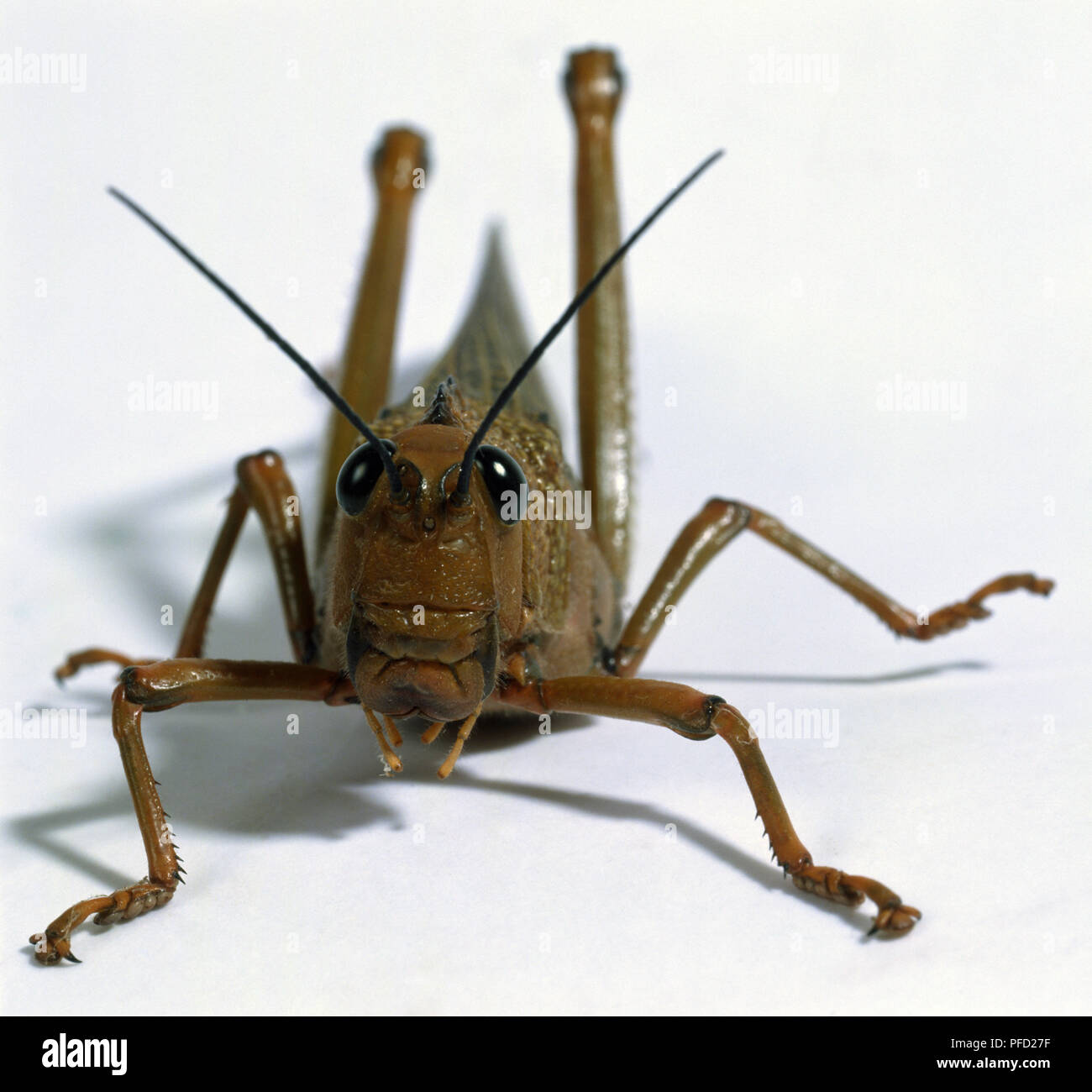 Short-Horned Heuschrecke, Detail der gelenkige Beine und schmales Gesicht mit zwei großen schwarzen Facettenaugen und kurze Antennen. Stockfoto
