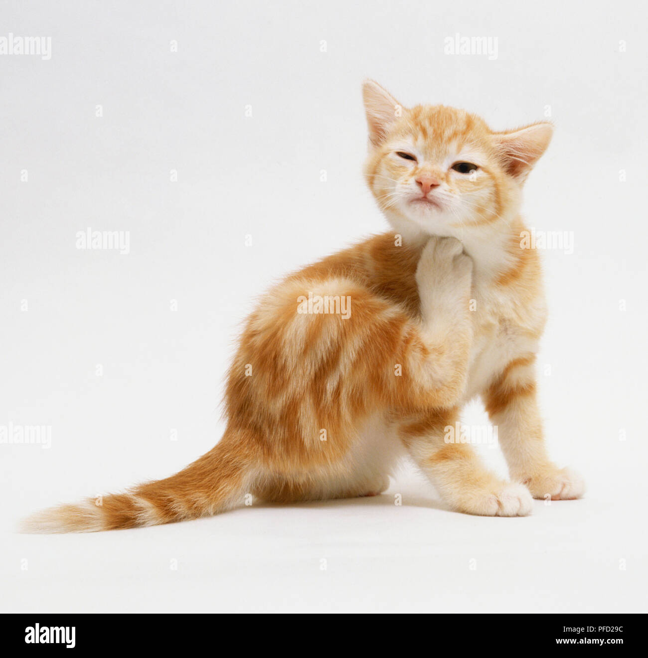 Ginger Kitten (Felis catus) kratzen sich Stockfoto