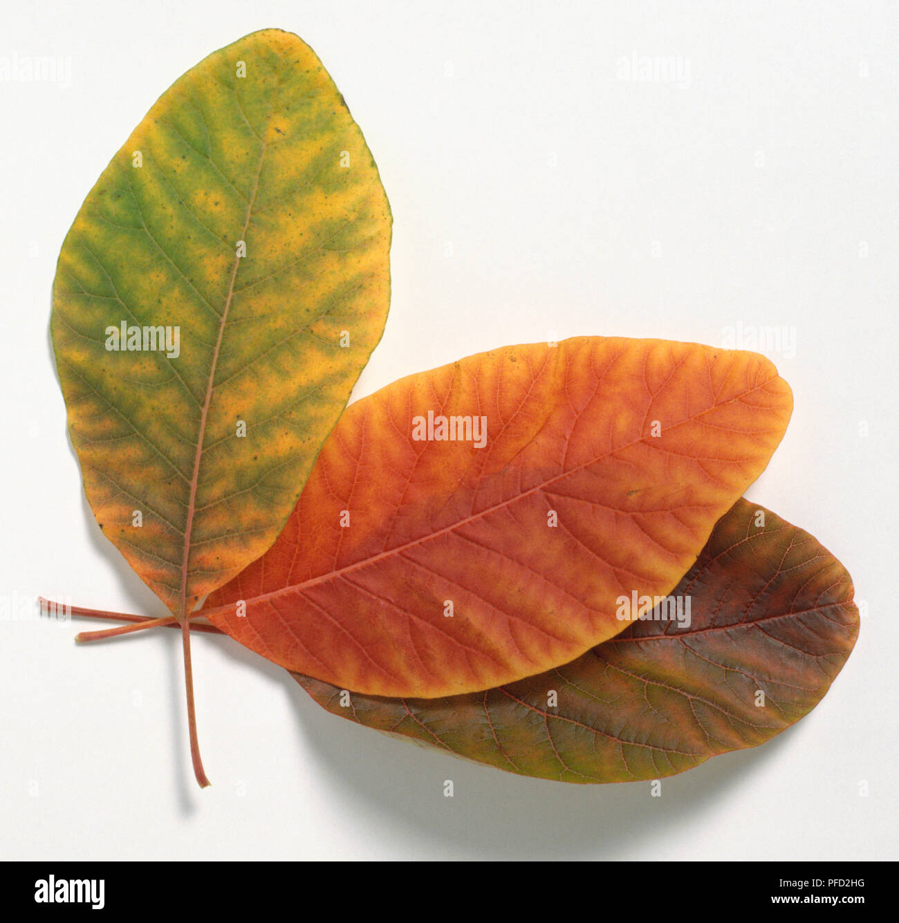 Anacardiaceae, Cotinus obovatus, Chittamwood, drei verkehrt eiförmig, untoothed verlässt, zeigt der auffälligen Farbe änderungen der herbstlichen Blätter. Stockfoto