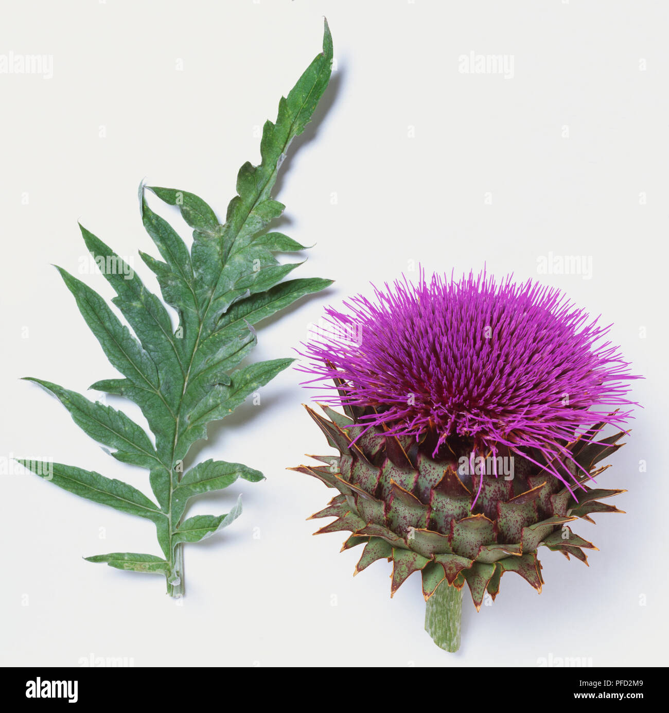 Blume und Blatt von Artischocke, Cynara scolymus. Stockfoto