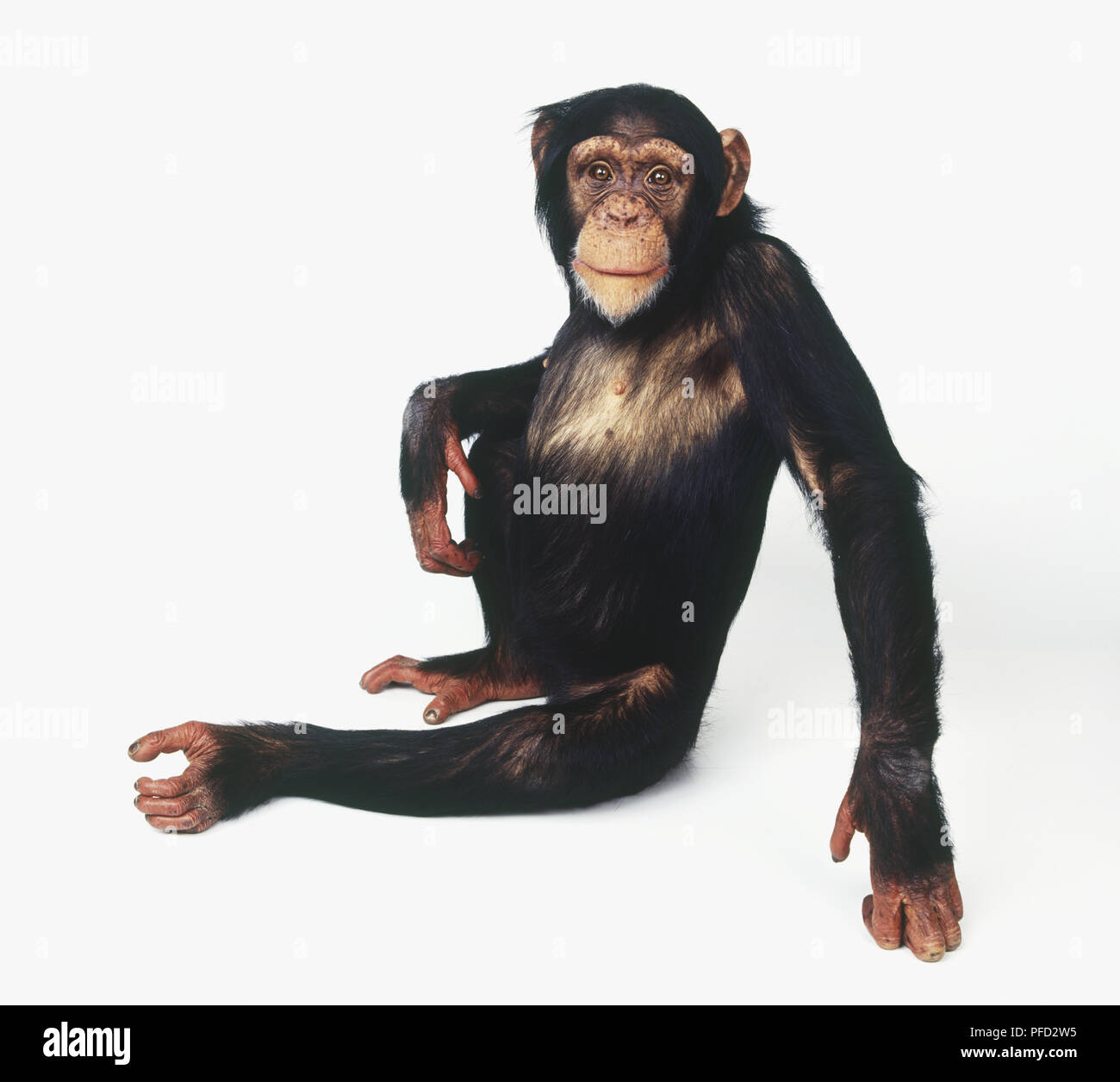 Schimpanse (Simia troglodytes) sitzen mit am Bein nach oben gebogen und lehnte sich auf der einen Seite, Seitenansicht Stockfoto