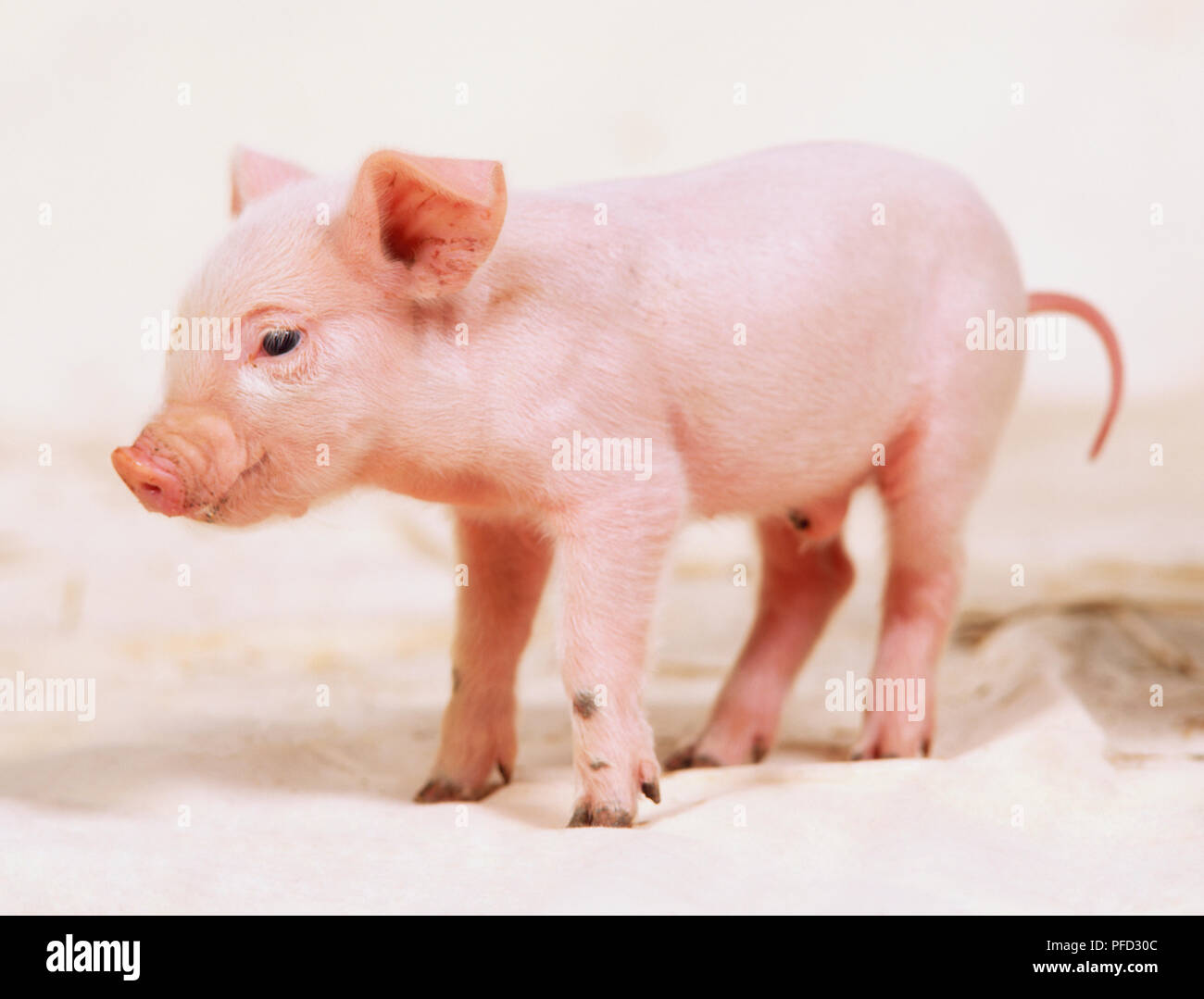 Vorderansicht des Neugeborenen, rosa Ferkel Stockfoto