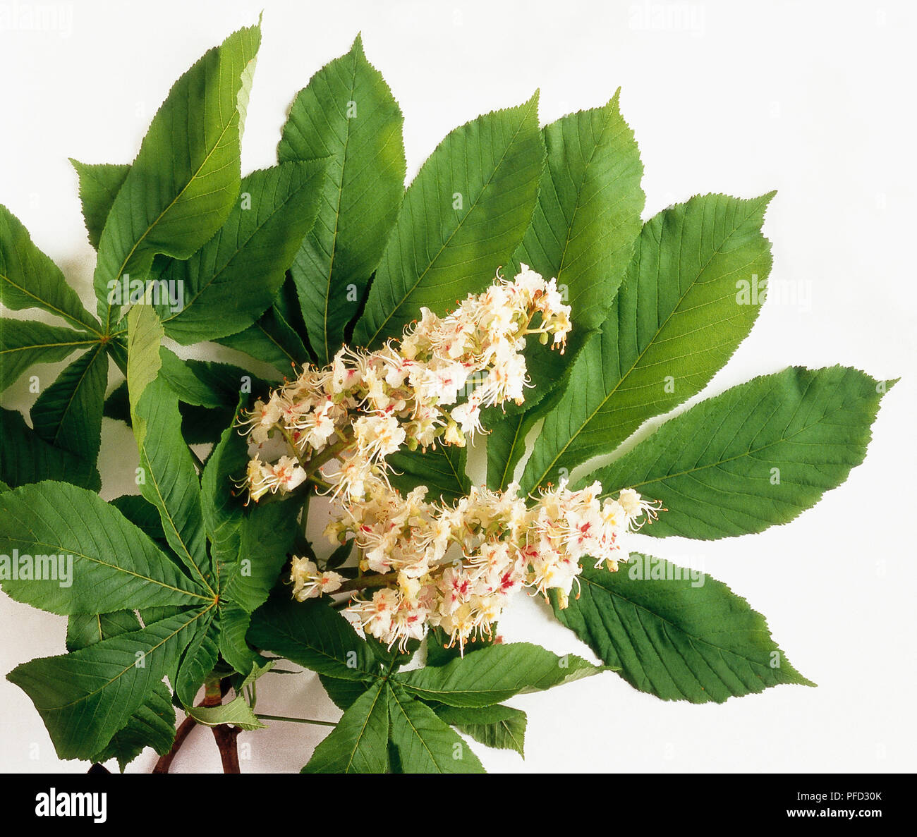 Die Blütezeit der Rosskastanie Stockfoto
