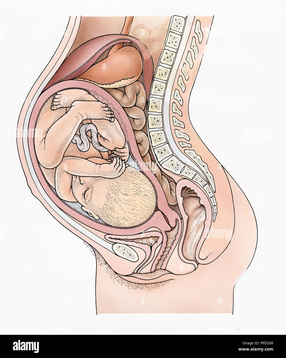 Das Verdauungssystem während der Schwangerschaft, einen Querschnitt Stockfoto