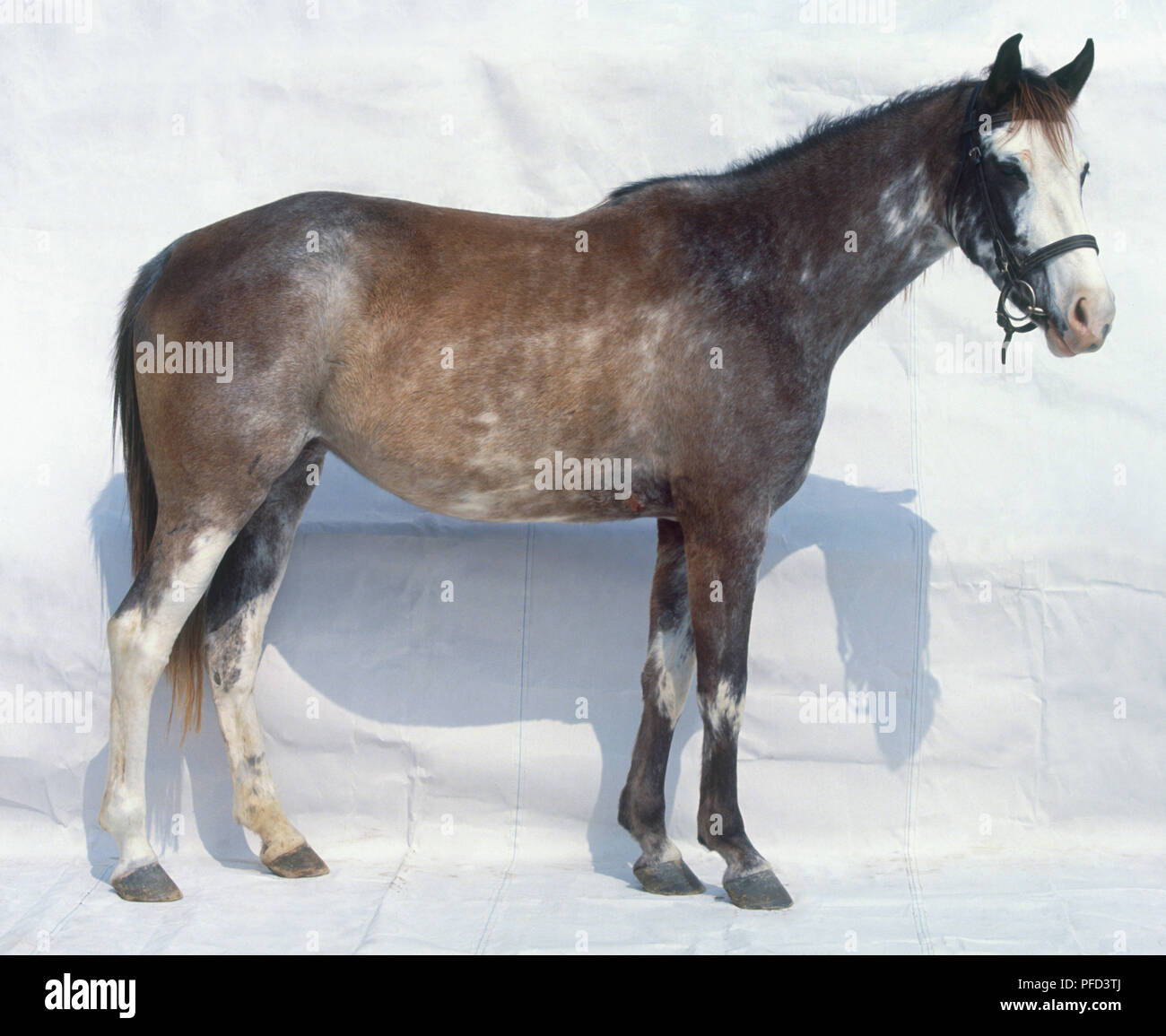 Indische Hälfte - gezüchtete Pferde, stehend, Seitenansicht Stockfoto