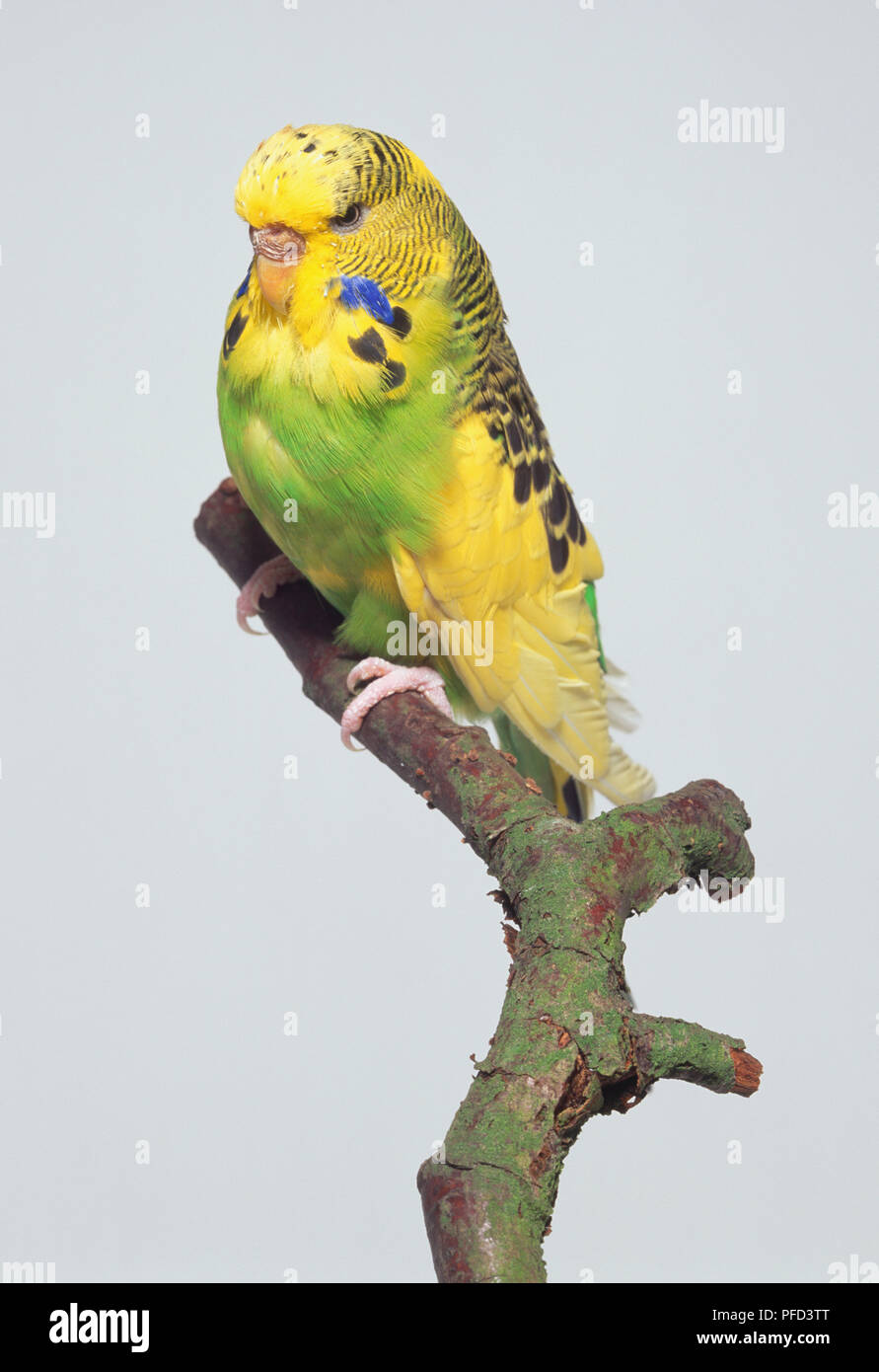 Grne wellensittiche -Fotos und -Bildmaterial in hoher Auflsung  Alamy