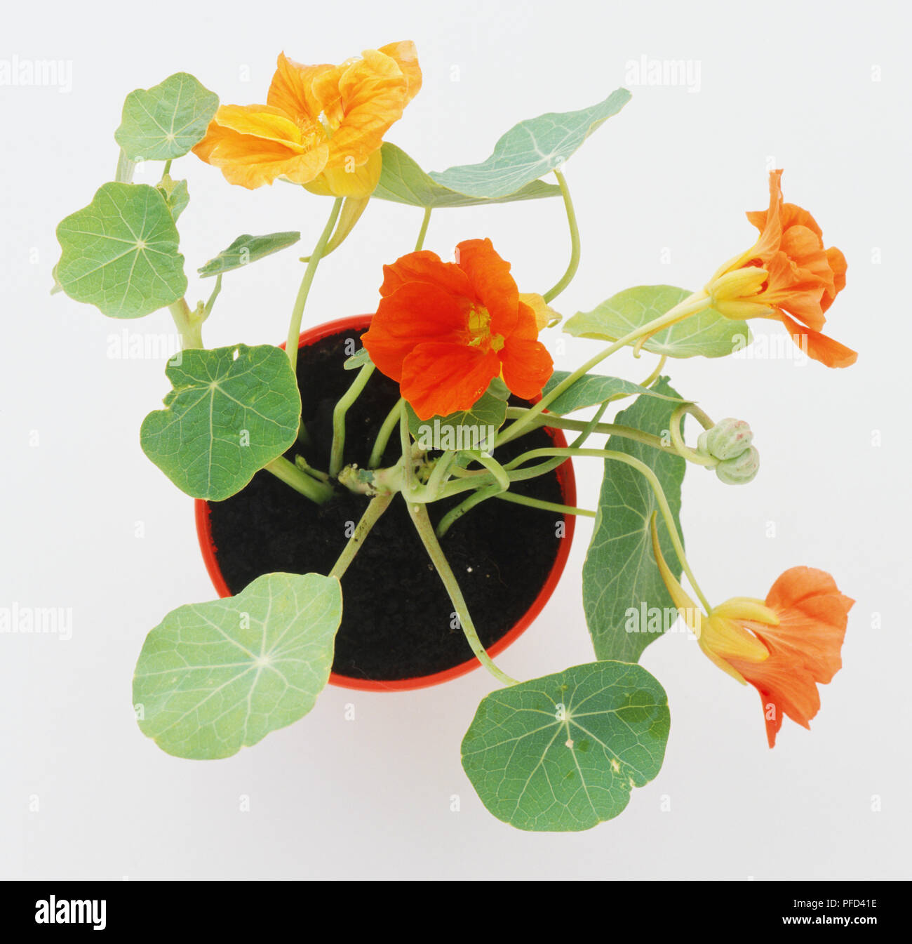 Kapuzinerkresse in Blüte, in Plastik Topf, viele grüne Blätter und orange Blumen, oben betrachten. Stockfoto