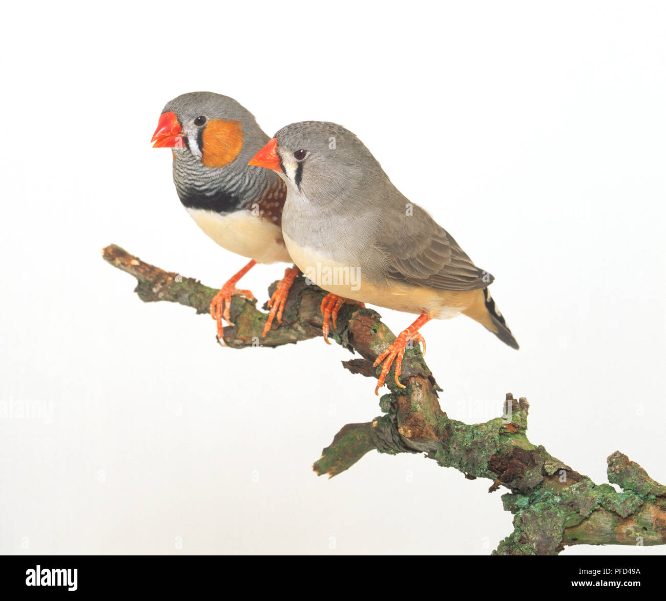 Männlichen und Weiblichen Zebrafinken (Taeniopygia guttata) nebeneinander auf einem Zweig Stockfoto