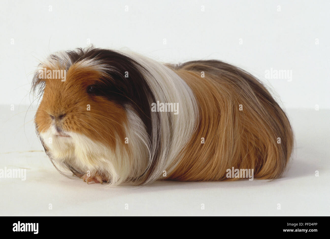 Langhaarige Hellbraun Meerschweinchen, mit schwarzen und weißen Markierungen um Gesicht. Stockfoto