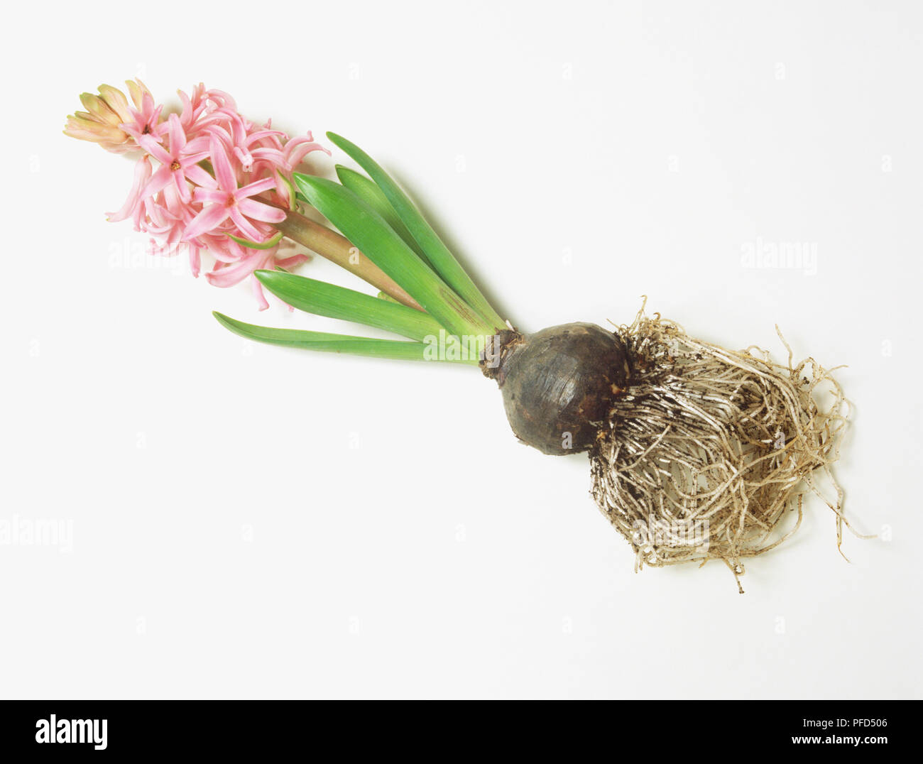 Hyacinthus sp., ein rosa Hyazinthe mit Wurzeln zu Lampe befestigt Stockfoto