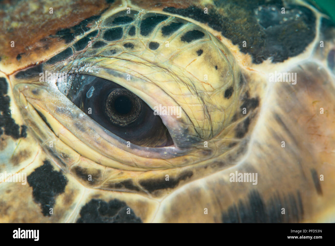 Unterwasser Makro abstrakten Foto des Auges eines grünen Meeresschildkröte auf Mabul Island, Sabah, Malaysia Stockfoto