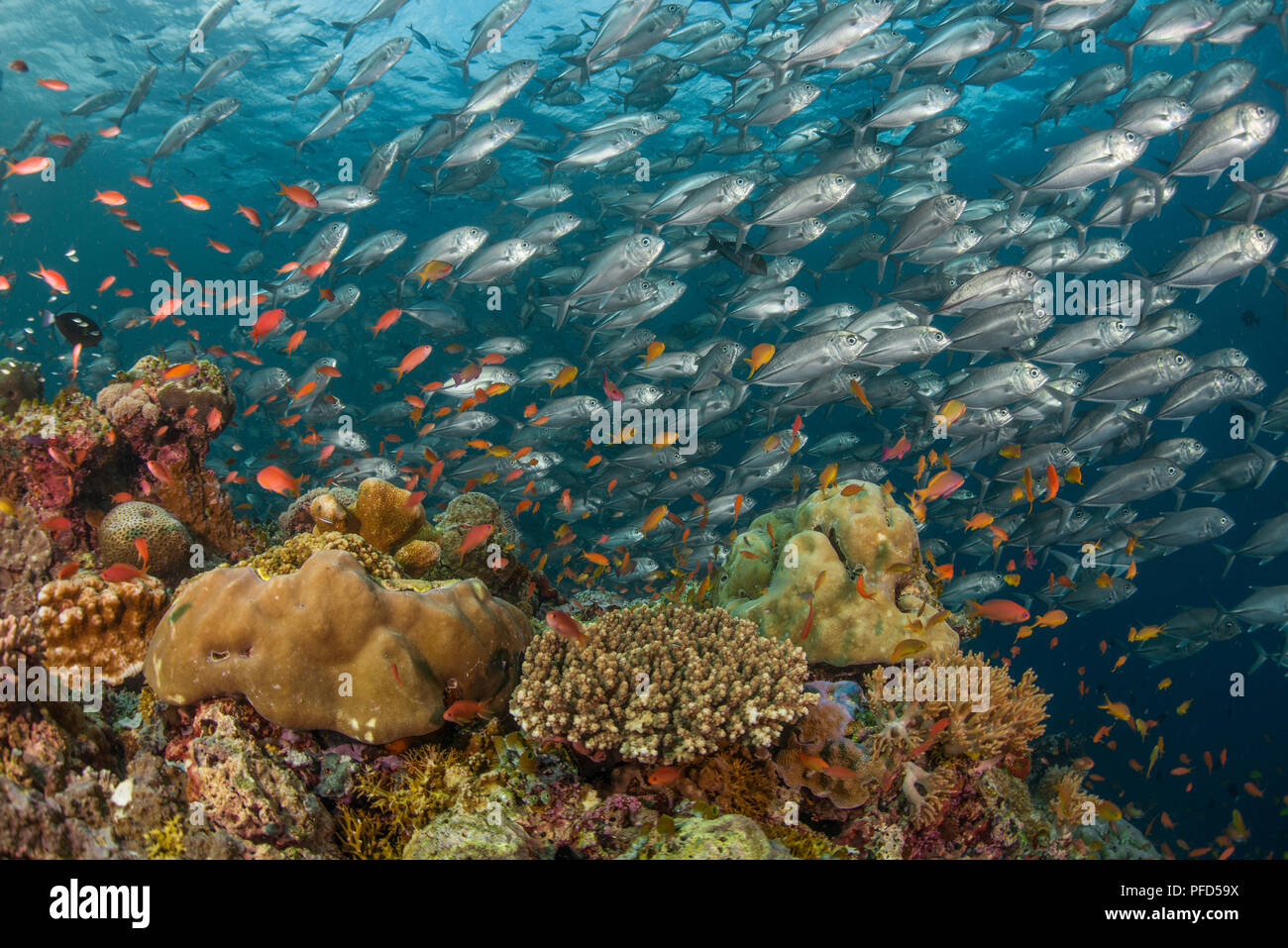 Schule der Big-eye Jacks, Coral Reef & Orange anthias Fisch im "Barracuda Point" in Insel Sipadan, Sabah, Malaysia Borneo Stockfoto