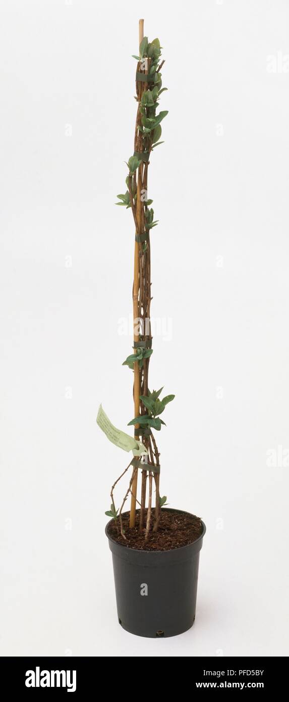 Lonicera (geißblatt) geschult im Blumentopf zu unterstützen. Stockfoto