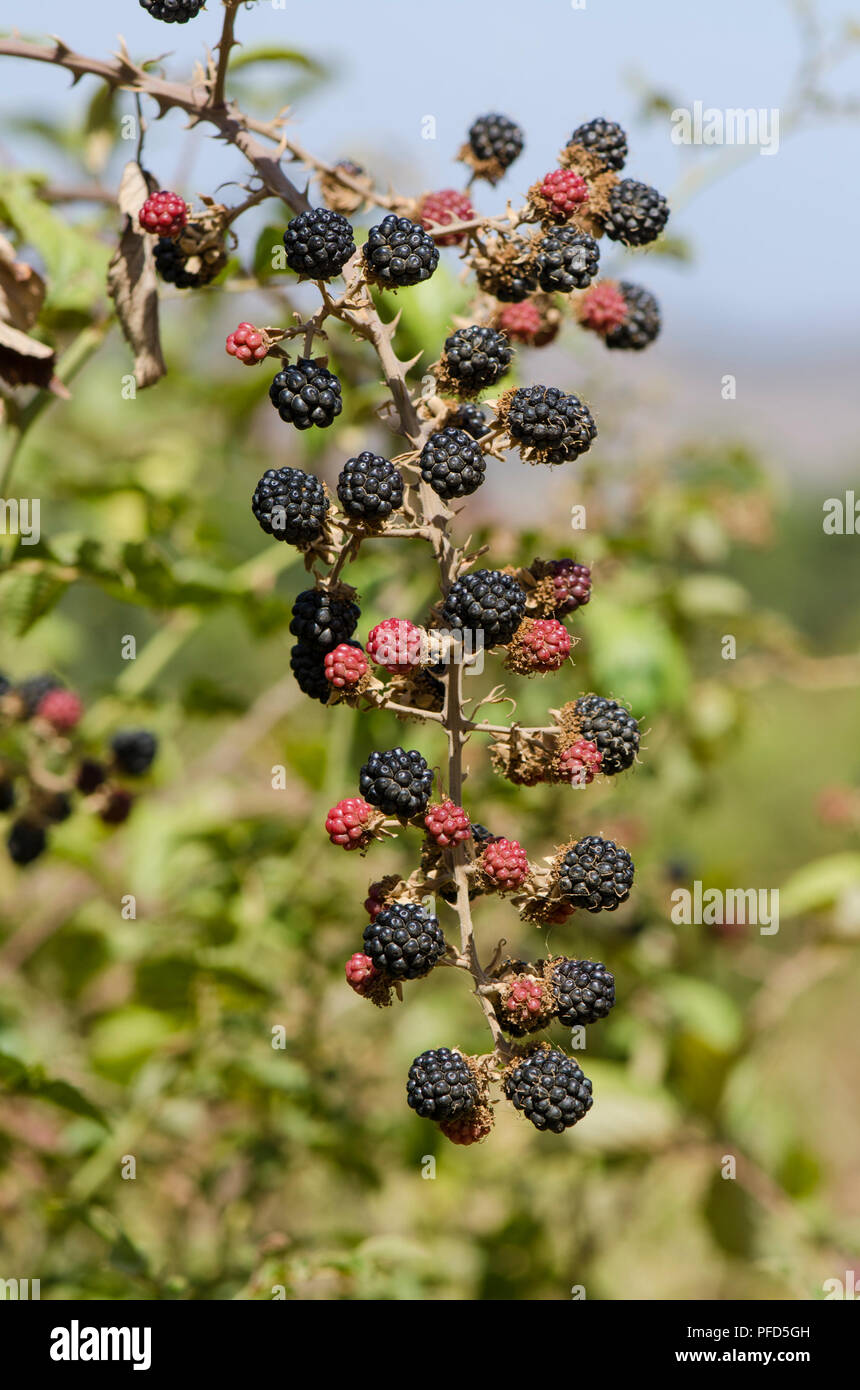 Wild Black Obst auf Anlagen, Rubus fruticosus, Brombeeren, Spanien. Stockfoto