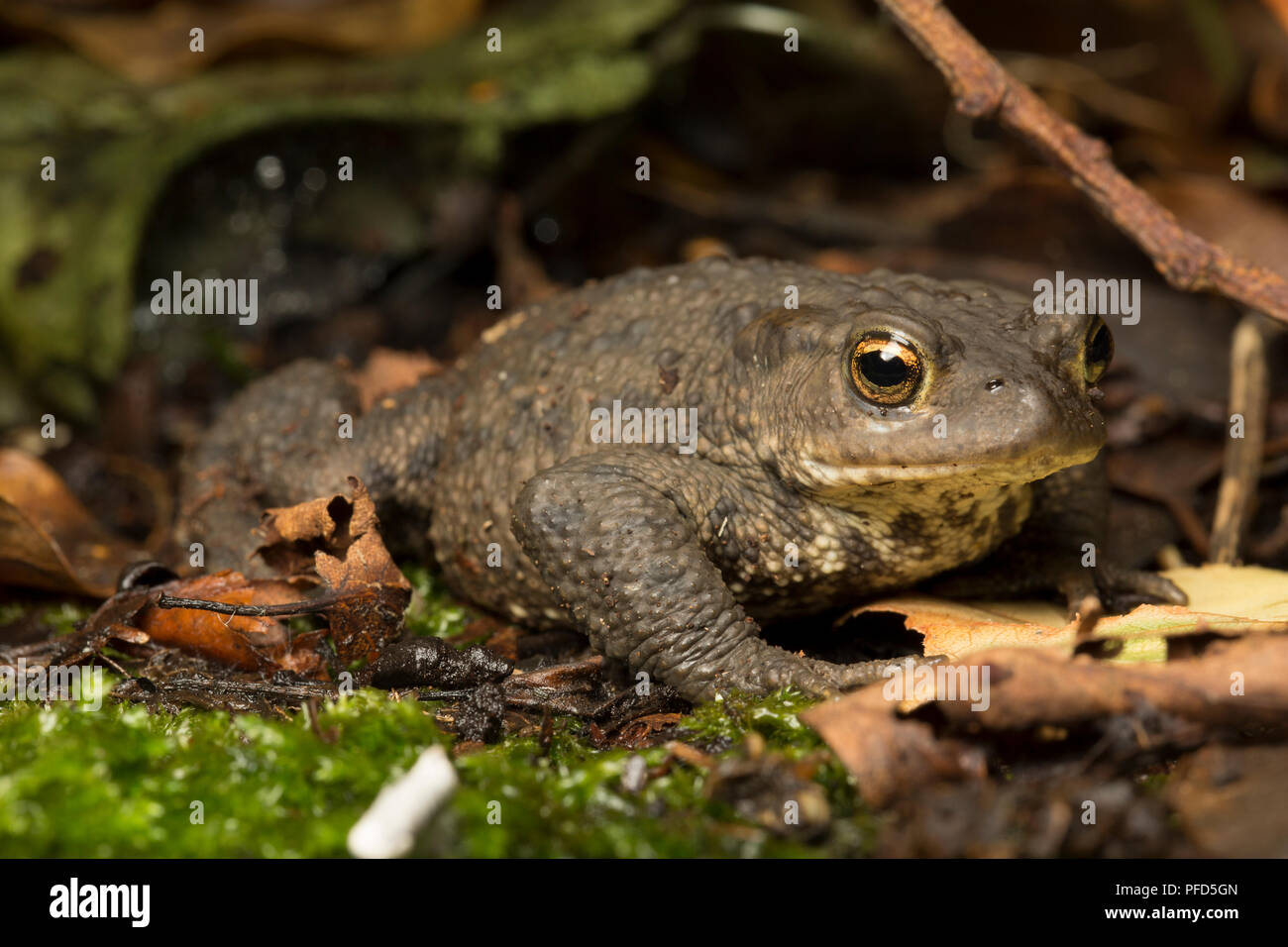 Eine gemeinsame oder europäischen Toad, Bufo bufo, hinter einer Garage in der Nacht in einem Garten in Lancashire North West England UK GB fotografiert. Stockfoto