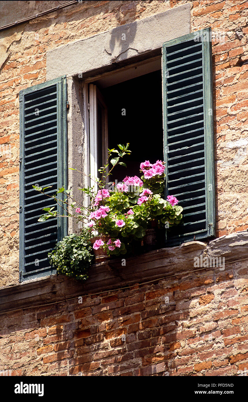 Italien, Toskana, Fenster rosa Geranien vor dem Fenster öffnen Stockfoto