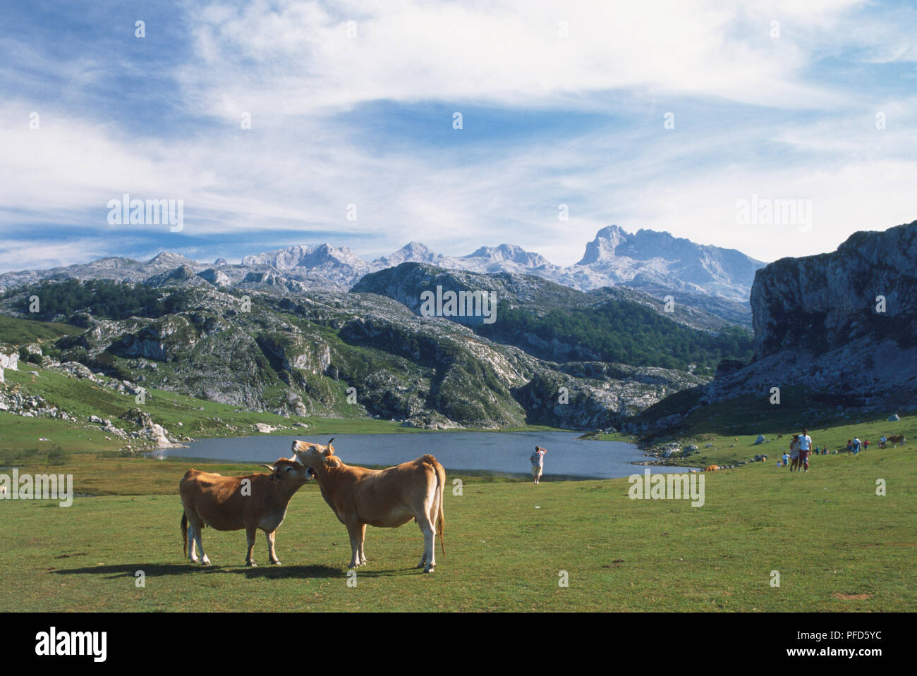 Spanien, Kantabrien, Parque Nacional de Los Picos de Europa, Lago de La Ercina, zwei Kühe spielen in den Vordergrund der Panoramablick auf die Landschaft Stockfoto