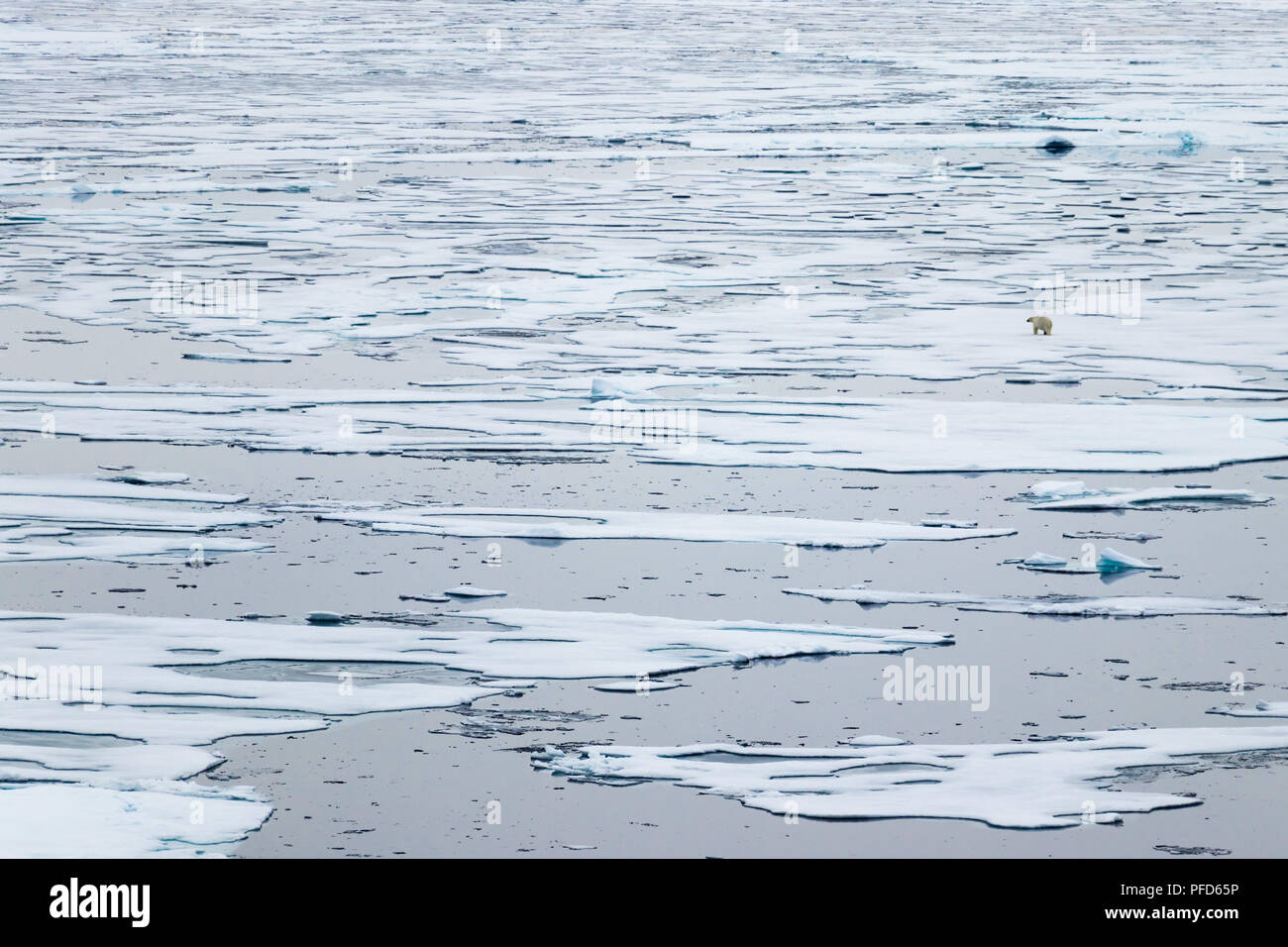North Ice Flanke am 82 41.01 Grad nördlich von Spitzbergen mit einem Eisbären zu Fuß in den Hintergrund. Stockfoto