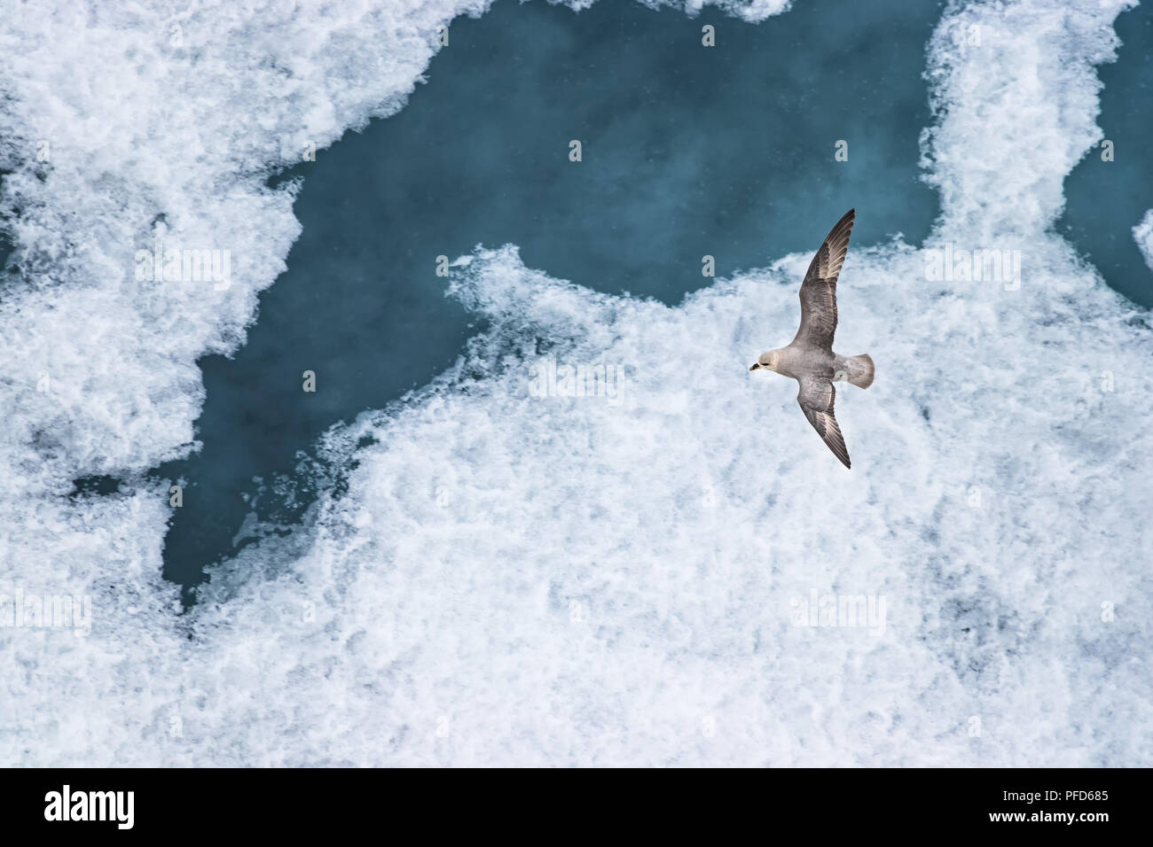 Eine parasitäre Jaeger-Schmarotzerraubmöwe (Eulen parasiticus) fliegen über das Eis im arktischen Ozean, bei 82 Grad nördlicher Breite und 022 Grad östlicher Länge. Stockfoto