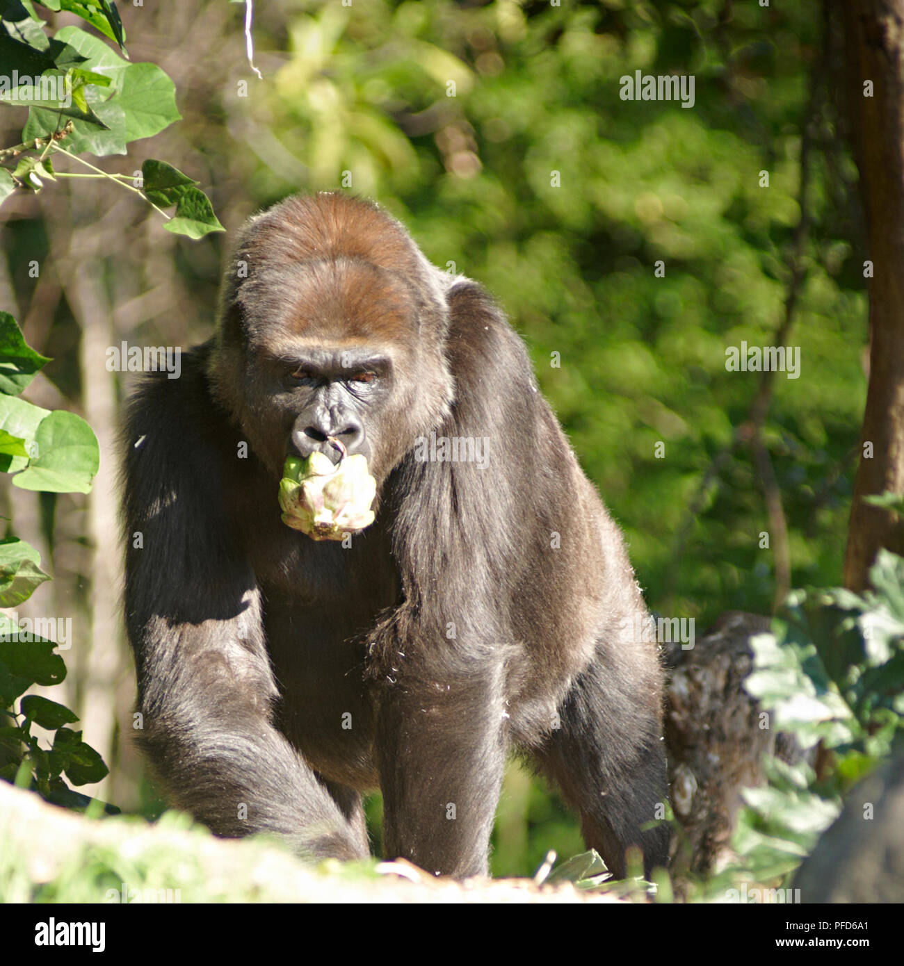 Gorilla im Zoo in Melbourne. Melbourne Stockfoto