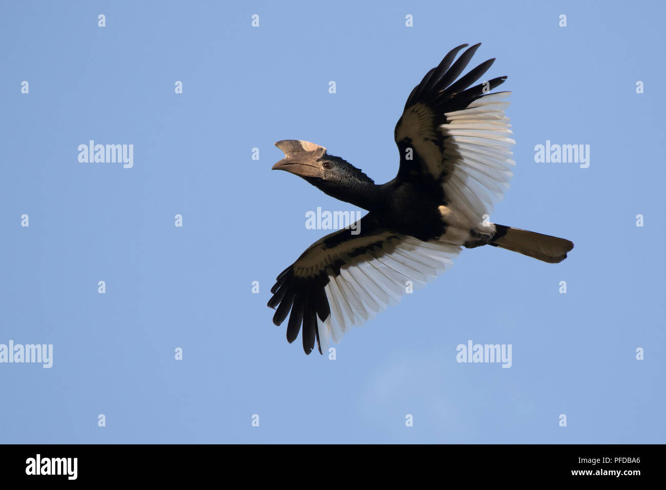 Schwarz/Weiß-casqued Hornbill, über den Wald in den blauen Himmel über Afrika fliegt Stockfoto