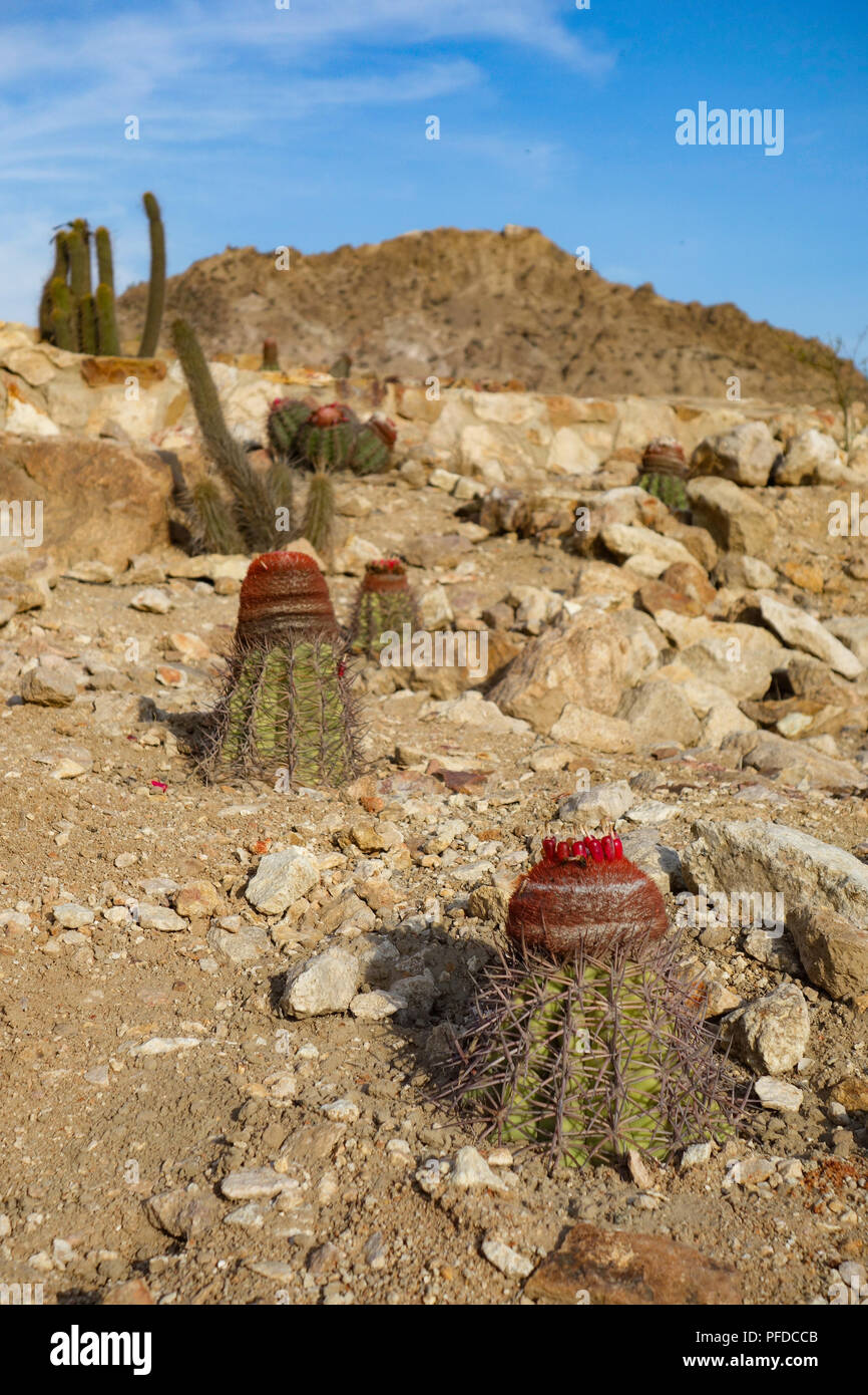 Kakteen mit roten Blüten wachsen an der archäologischen Stätte von Tucume, in der Nähe von Chiclayo, Peru Stockfoto