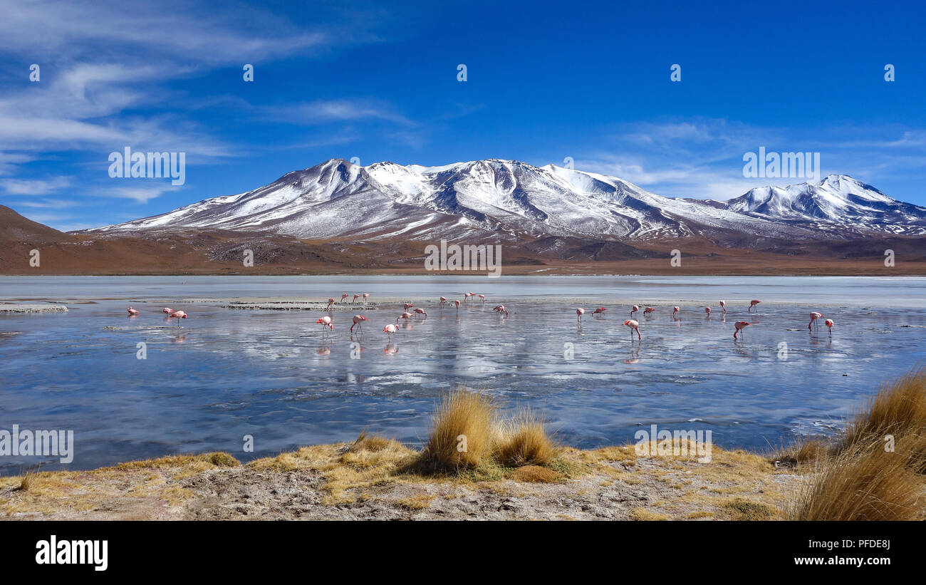 Flamingos Fütterung auf dem gefrorenen Wasser der Laguna Hedionda, Sud Lipez, Uyuni, Bolivien Stockfoto