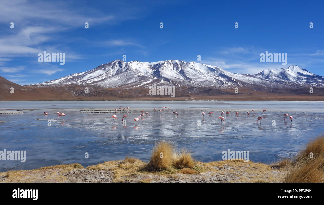 Flamingos Fütterung auf dem gefrorenen Wasser der Laguna Hedionda, Sud Lipez, Uyuni, Bolivien Stockfoto