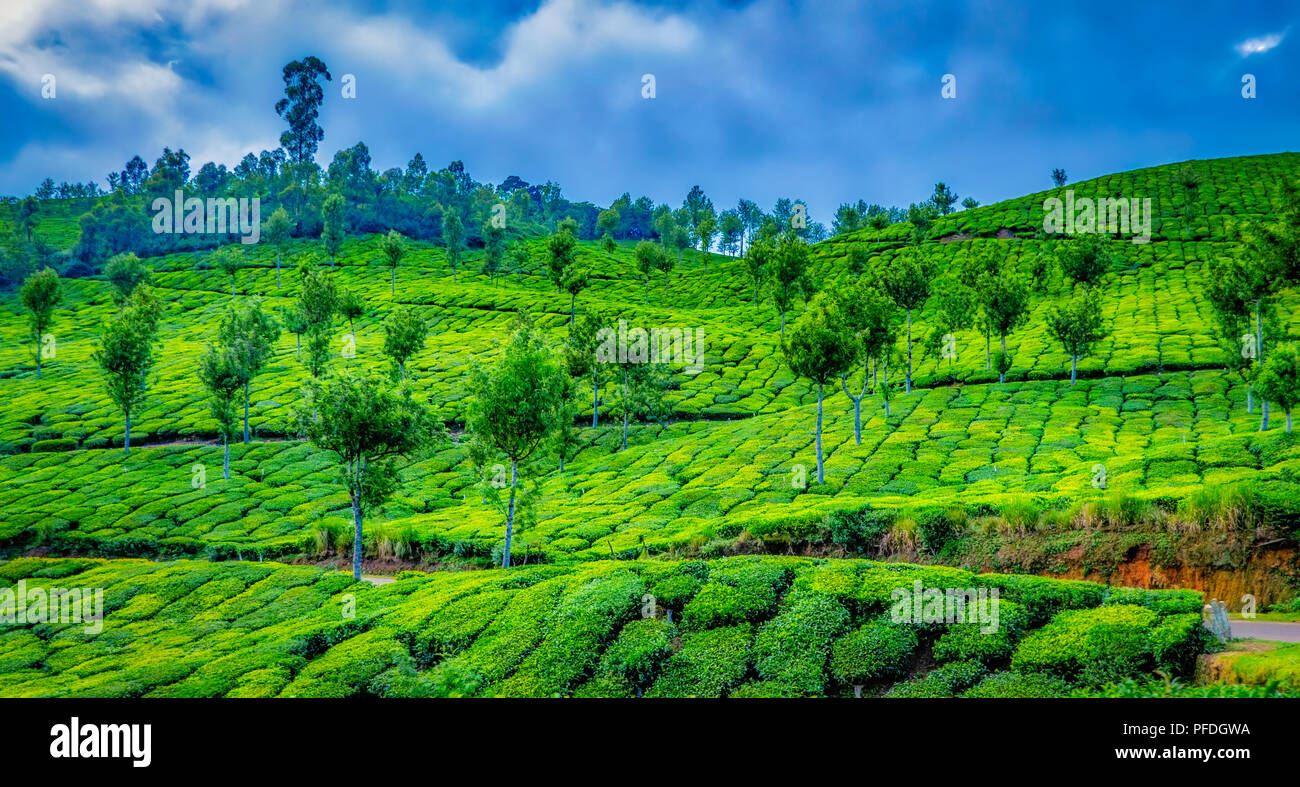 Landschaft von Teeplantagen auf dem Hang eines Hügels in Munnar, Kerala, Indien. Bewölkter Himmel im Hintergrund. Stockfoto
