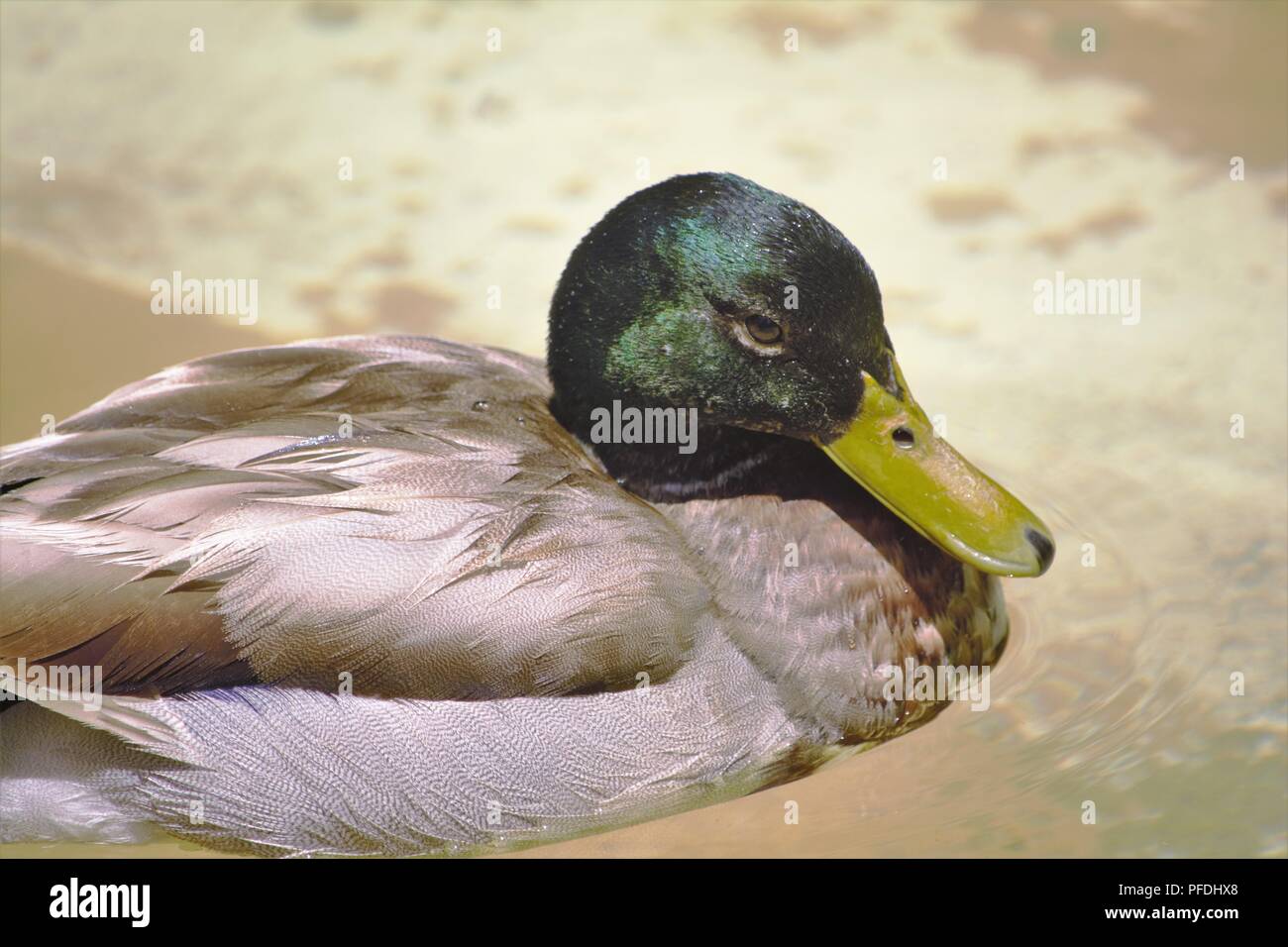 Stockente, Anas platyrhynchos Drake Stockfoto