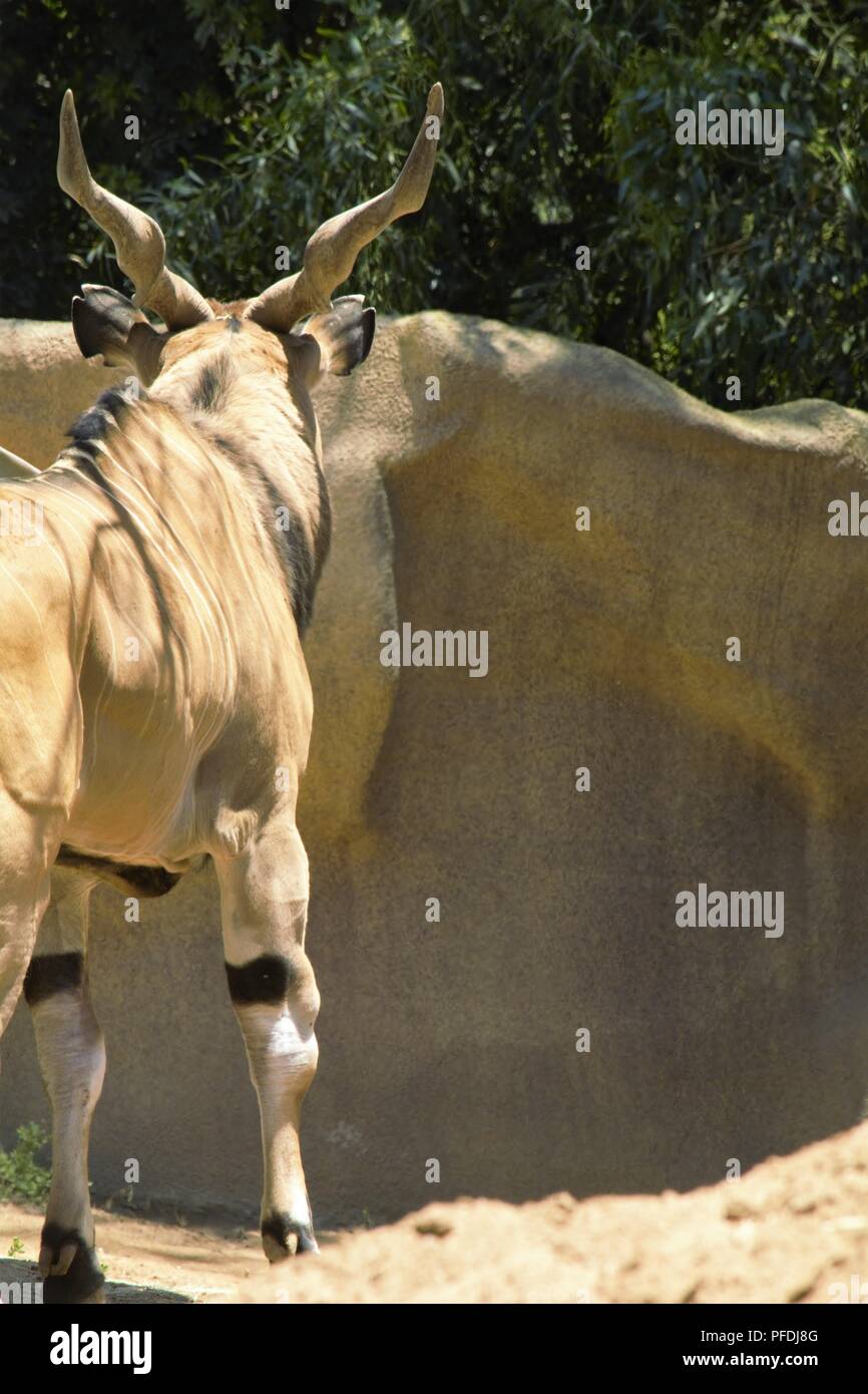 Eland; Taurotragus Oryx Stockfoto