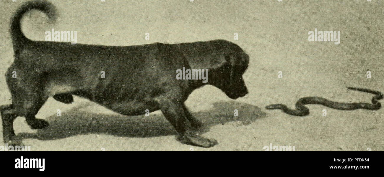 Der Deutschen Heimat Kriechtiere Und Lurche Reptilien Und Amphibien 25 Hund Und Glatte Natter Wahrenden Knauel