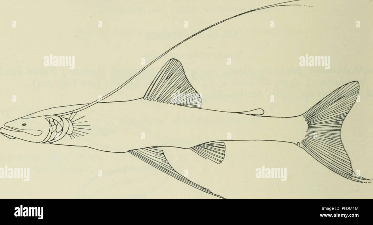 . Die Tiefen des Ozeans; ein allgemeines Konto der modernen Wissenschaft der Ozeanographie, sich weitgehend auf die wissenschaftlichen Forschungen der Norwegischen Dampfgarer Michael Sars im Nordatlantik. Ozeanographie. 396 TIEFEN DES OZEANS - Sub-Order HAPLOMI SCOPELID. K Bathysaurus ferox, Giinth., 1910, Stationen 25, 35, 53, 95 (siehe Abb. 103, a). Bathypterois longipes, Giinth., 1910, Station 53. Dubins Bathypterois, Vaill., 1910, Stationen 23, 41 (siehe Abb. 266).. Abb. 266. Bathypterois dubius, Vaill. Nat., 17 cm. Benthosaurus grdilator, G. und B., 1910, Station 53. Bathymicrops regis, n. b. n. sp., 1910, Sta Stockfoto