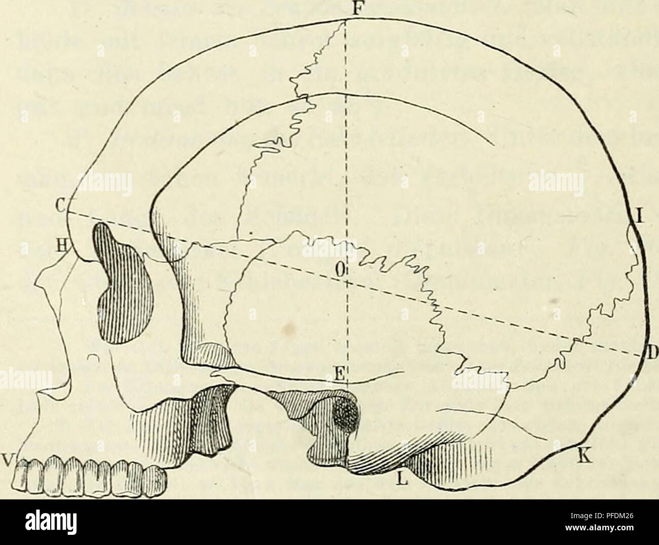 . "Der Beobachter"; allgemeine Anleitung zu Beobachtungen über Land und Leute für Touristen, Exkursionisten und Forschungsreisende. Nach dem" Manuel du Voyageur", unter Mitwirkung des Verfassers. Fahrten und Reisen; wissenschaftliche Expeditionen. 1. Menschlicher Schädel, Vorderansicht. 2. Menschlicher Schädel, Seitenansicht. Bitte beachten Sie, dass diese Bilder sind von der gescannten Seite Bilder, die digital für die Lesbarkeit verbessert haben mögen - Färbung und Aussehen dieser Abbildungen können nicht perfekt dem Original ähneln. extrahiert. Kaltbrunner, David, 1829-1894; Kollbrunner, Emil. Stockfoto