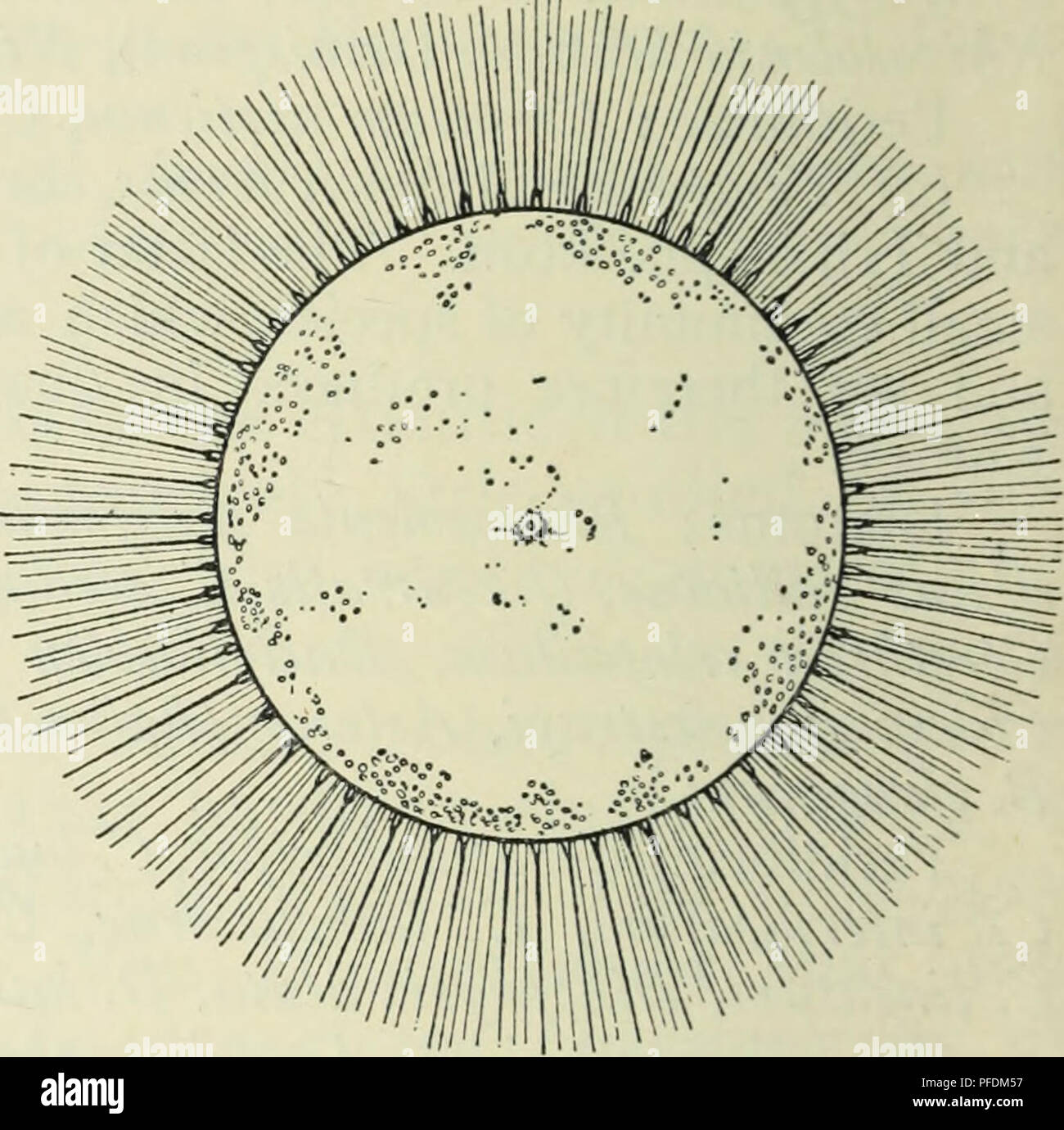 . Die Tiefen des Ozeans; ein allgemeines Konto der modernen Wissenschaft der Ozeanographie, sich weitgehend auf die wissenschaftlichen Forschungen der Norwegischen Dampfgarer Michael Sars im Nordatlantik. Ozeanographie. a b Abb. 245. Ein, Planktoniella Sol, und b, Gossleriella tropica, vom Atlantik. (Schiitt.) Der diatomeen sind dann produziert, die vor allem der Arktis sind. Manchmal diese fast vollständig neritic sind, und manchmal gibt es eine erhebliche Hinzufügung von ozeanischen Arten. So oft, wie es nicht ist es, die Arten von Thalassiosira und Coscinodiscus, die zuerst angezeigt und dann kommt Chcztoceras, C. debile uns Stockfoto