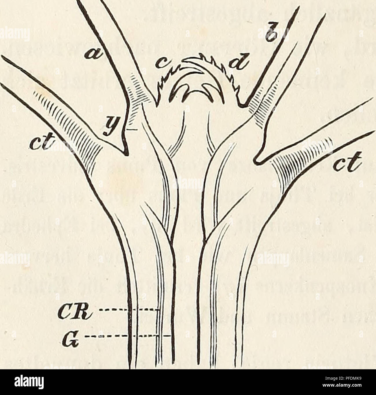 . Der Baum. Bäume; Pflanzenphysiologie. 46 Bau des Keimes. Im Keime der Pflanze schlummert, wie bereits erwähnt, sterben Anlage zu Allem, war sich als entwickelt. Nur in sehr seltenen Fällen, z. B. bei den Orchideen, den Monotropeen und den Orobancheen U. s. w. ent- hält der reife Samen bestellen, aus wenigen, scheinbar gleich beslfehenden werthigen, Zellen, kugeligen Keim, ein Dm sich Forst 5/6 der Keimung Stamm- und Wurzelende difFerenciren und unter dem ersteren Blätter ent-stehen. In allen übrigen Fällen besteht der ausgebildete Keim dagegen aus einem Centraltheile, der Axt, welche nach der e Stockfoto