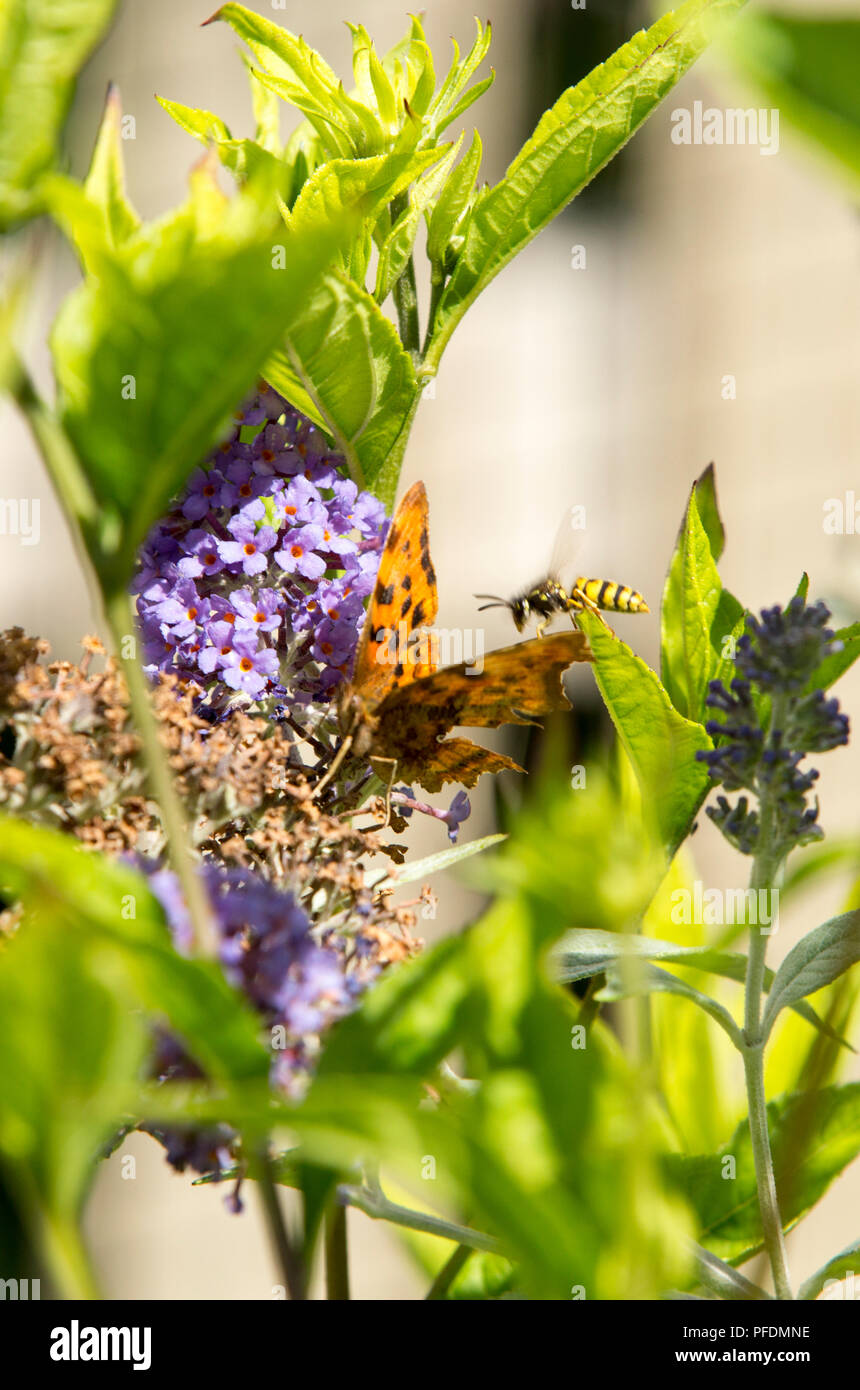 Ein Komma Schmetterling, Polygonia c-album Fütterung auf Sommerflieder, in einem Ambleside Garten, UK, von einer Wespe summte. Stockfoto