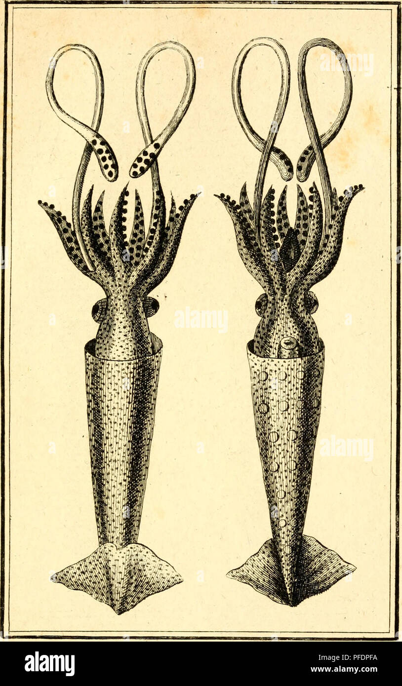 . Denys Montforts allgemeine und besondere Naturgeschichte der Weichwürmer: Mollusques, als Fortsetzung der Bussonschen Naturgeschichte. Muscheln.   ^/. 19. fiaJT^63. / 7. Bitte beachten Sie, dass diese Bilder sind von der gescannten Seite Bilder, die digital für die Lesbarkeit verbessert haben mögen - Färbung und Aussehen dieser Abbildungen können nicht perfekt dem Original ähneln. extrahiert. Denys de Montfort, Pierre, b.Ca. 1768. Hamburg; Mainz: G. Vollmer Stockfoto