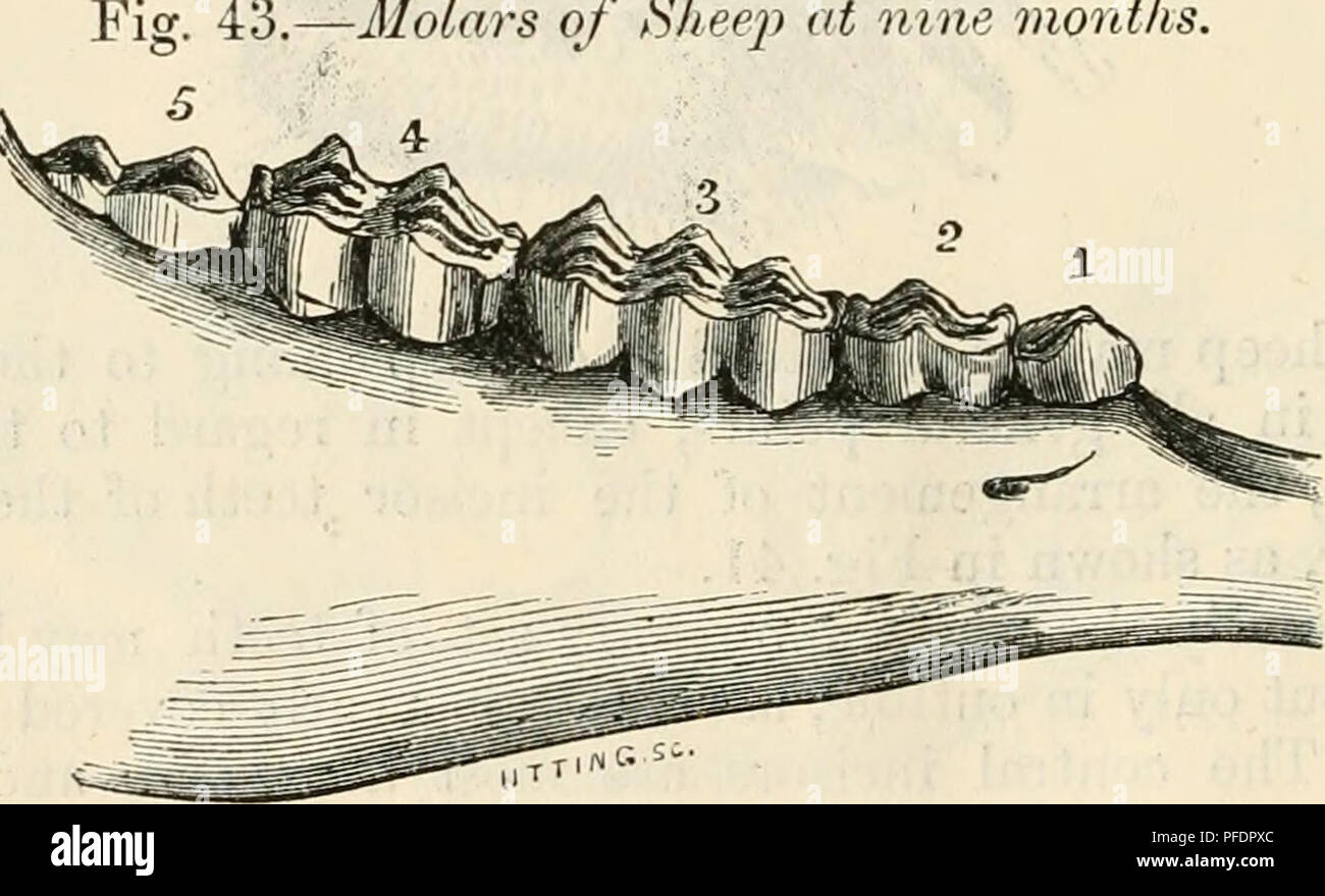 . Gebiss als Hinweis auf das Alter der Tiere auf dem Bauernhof. Haustiere -- Alter; Zähne. Auf drei Monate die ersten permanenten Molaren, der vierte in der Situation, ist geschnitten und wird durch die jüngsten Auftritt im Vergleich mit dem Zahn unmittelbar davor erkannt, die Dritte temporäre Molar, die Anzeichen von Verschleiß. Â Molaren von Schafen bei neun Monaten.. : Ich habe in der obigen Abbildung (Abb. 42) das Erscheinungsbild der molaren im Alter von drei Monaten angezeigt. Während eines Zeitraums von fünf oder sechs Monate vom Schneiden der Vierten molare gibt es nichts die Prüferin/der Prüfer außer dem Wachstum o Führer Stockfoto