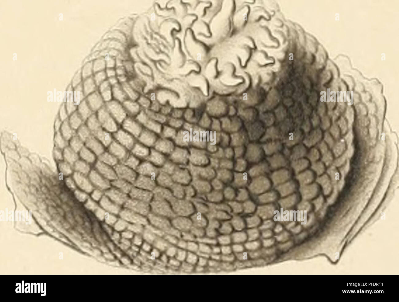 . Den Norske Nordhavs-Expedition, 1876-1878. Wissenschaftliche Expeditionen; Marine Tiere - Norwegische See; Marine Tiere - arktische Regionen; Norwegische See. -. 12 11. V FC? FlK 5^ • Jahr * 6"&lt; r, ^v l. Anthosactis Jan Mayeni 2 3. Sa^ artia repens. 4 - 7 Sa^ artia abyssicola8 9. Bunodes abyssorum. 10 13. Sa^ ai-tia splendens. Bitte beachten Sie, dass diese Bilder sind von der gescannten Seite Bilder, die digital für die Lesbarkeit verbessert haben mögen - Färbung und Aussehen dieser Abbildungen können nicht perfekt dem Original ähneln. extrahiert. Mohn, Henrik, b. 1835; Sars, G.O. (Georg Ossian), 1837-1927; Stockfoto