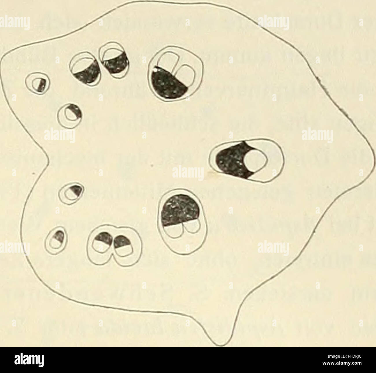 Das Bild zeigt die anatomische Entwicklung von Pflanzenblättern, wobei der Schwerpunkt auf der Bildung zentraler Gefäßbündel und deren Anordnung während des Blattwachstums liegt. Stockfoto