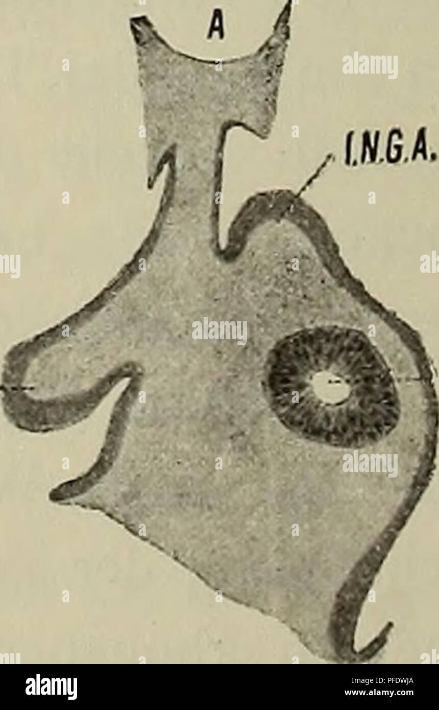 Diese Abbildung zeigt Querschnittsbilder des Ösophagus und der Lunge eines Anguis-Embryos, einer Art von Langswurm, aufgenommen mit 100-facher Vergrößerung. Das Bild bietet Einblicke in die Entwicklungsanatomie des Embryos, wobei der Fokus auf die linke und rechte Lunge und den Ösophagus gerichtet ist und die detaillierten Strukturen und die Organentwicklung in einem frühen Stadium zeigt. Stockfoto