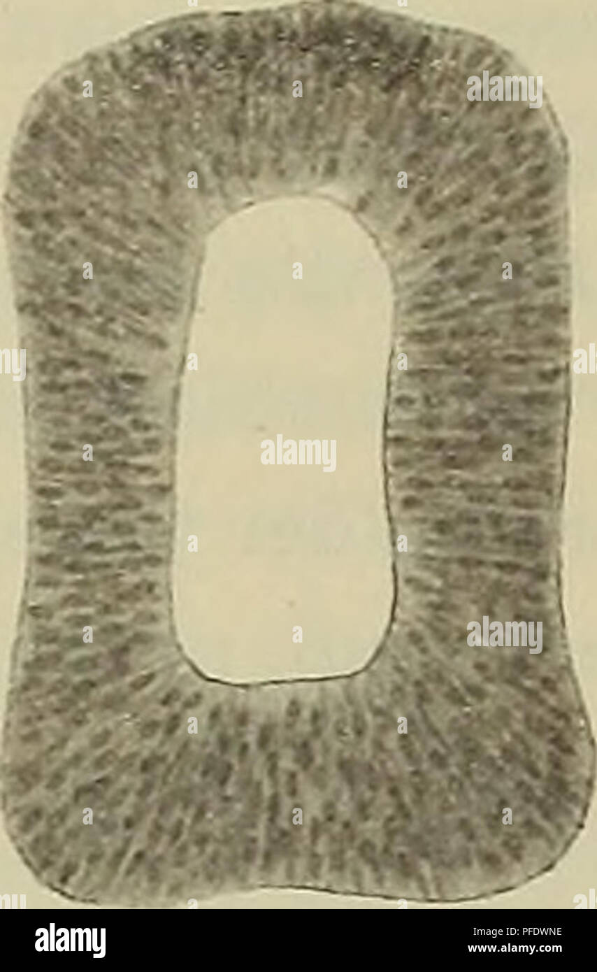 . - Denkschriften der Österreichischen Akademie, Christian. . Abb. 1. Querschnitt durch den Schlunddarm des Emysembryos von 1 -44 mm Kopflänge in der Höhe der späteren Lungenanlage geführt. Vergr. 150 fach. Buchstabenerklärung: A=Aorta. 5. D.=Schlunddarm. Abb. 2. Durchschnitt durch den Schlunddarm des Emysembiyos von 1' 44 mm Kopflänge unmittelbar Kaudal von der letzten Schlund - geführt. (Vergr. 150 fach.) markiert, Jederseits seitlich etwas ausladet. Und this seitlichen Ausladungen Sindh, wie Sterben henkes lolland der folgenden Stadien lehrt, die Anlagen der Lungen Nummern-oper. Dabei fä Stockfoto