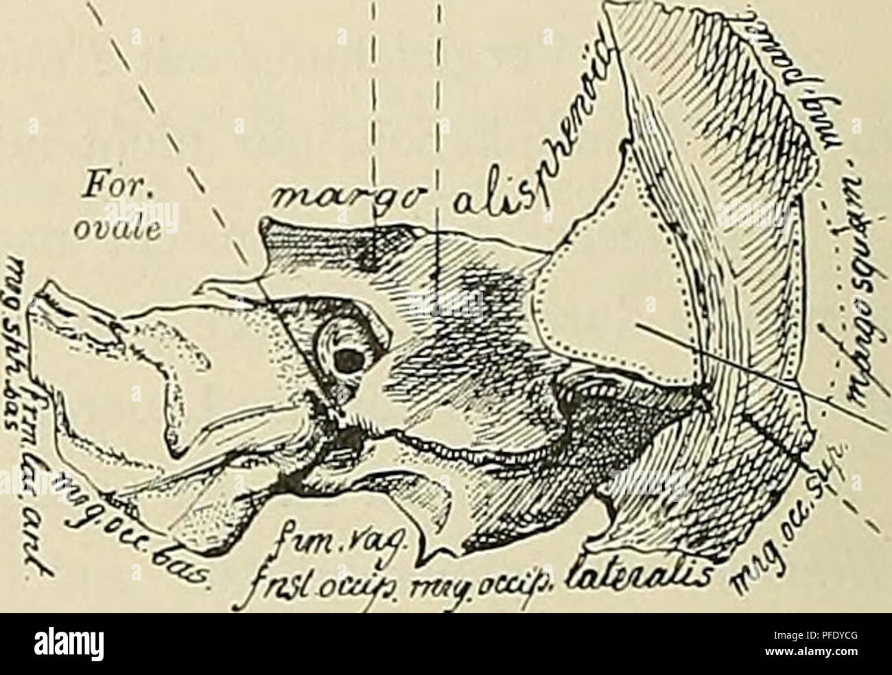 Processus mastoideus Fotos und Bildmaterial in hoher Auflösung Alamy