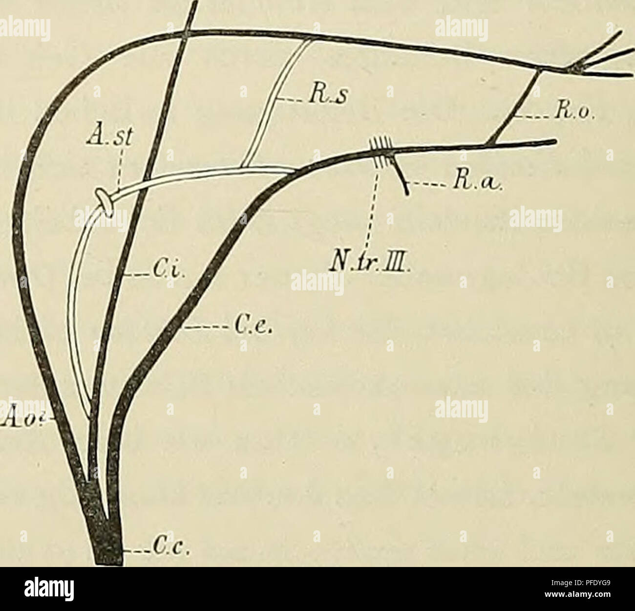 Arteria carotis communis Fotos und Bildmaterial in hoher Auflösung