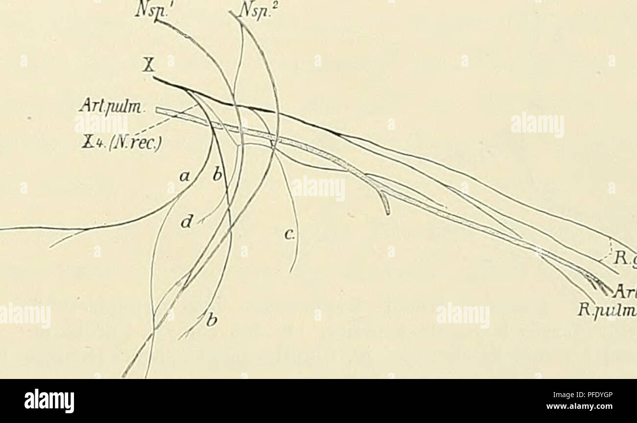 . Denkschriften der Medicinisch-Naturwissenschaftlichen Gesellschaft zu Jena. 89 Beiträge zur bewertungsplattform. Anatomie des Kehlkopfes mit Bes. Berücksichtigung der Monotremen. 62 Ich lünten, dann biegt er oralwärts um (6), erreicht den Hinterrand des genannten Muskels, tritt in seine Aussenseite und läuft hier medianwärts. In der Nähe Waden Endes giebt er eine Anzahl feinster Zweige ab, die zum Theil in der Höhle Dorso-pharyngeus eintreten, zum Theil in die unmittelbare Nachbarschaft der Kehlkopf zu verfolgen waren zum Theil zur Schleimhaut der Kiemenhöhle vor und seitlich vom Wurzelspitze laryngis gelangten. Von Stockfoto