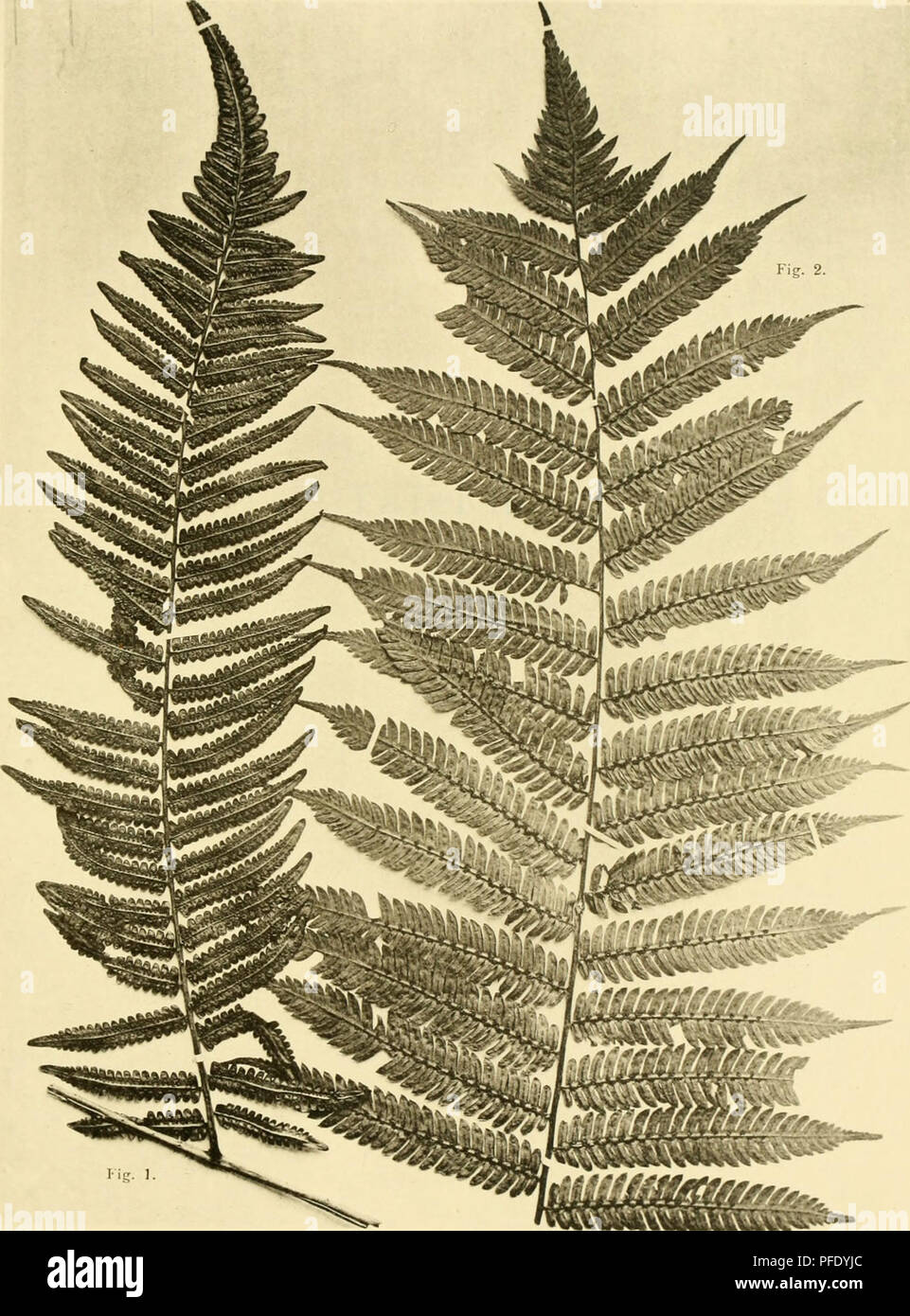 . Denkschriften der Kaiserlichen Akademie, Christian/Mathematisch-Naturwissenschaftliche Classe. Mathematik, Wissenschaft. R. V. Wettstein: Botanische Expcdilion nach Südbrasilien l!) ül, I. Bd. 1, Bl. H. in Christus: Ich 'incinae. Tafel II. H. Hintcrliergfr phot. Lichtdruck v. Max lafTc, Wien. Denkschriften d. Kais. Akad. d Wiss.matli.-naturw. Klasse, Bd. 1, Bl. LXXIX. Abb. ]. Alsophila arbuscul. Ich Presl. - Abb. 2. Cyathca der Cac ariana Chr.. Bitte beachten Sie, dass diese Bilder aus gescannten Seite Bilder, die digital für die Lesbarkeit verbessert haben mögen - Färbung und Aussehen Dieser illustrati extrahiert werden Stockfoto