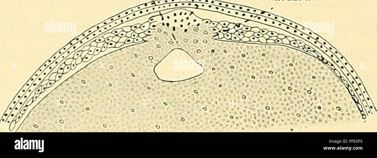 . Denkschriften der Medicinisch-Naturwissenschaftlichen Gesellschaft zu Jena. 772 Entwicklungsgeschichte des Kopfes und des Blutgefässsystems von Ceratodus forsten. 112 susceptionelles Wachsthum, in Caudaler Richtung eine Ausdehnung zunehmen. (Der primären distalste Stück des Harnleiters Krieg bei dem Embryo, von welchem die abgebildeten Querschnitte stammen, noch nicht angelegt.) - eine Abgrenzung des rein axialen präcise Mesodermkeimes der terminalen Appositionszone, von dem unmittel-bar Eine ihn anschliessenden Rest des peristomalen Mesodermkeimes (vergl. Taf. LVII/LVIII, Abb. 9) Lässt sich Stockfoto