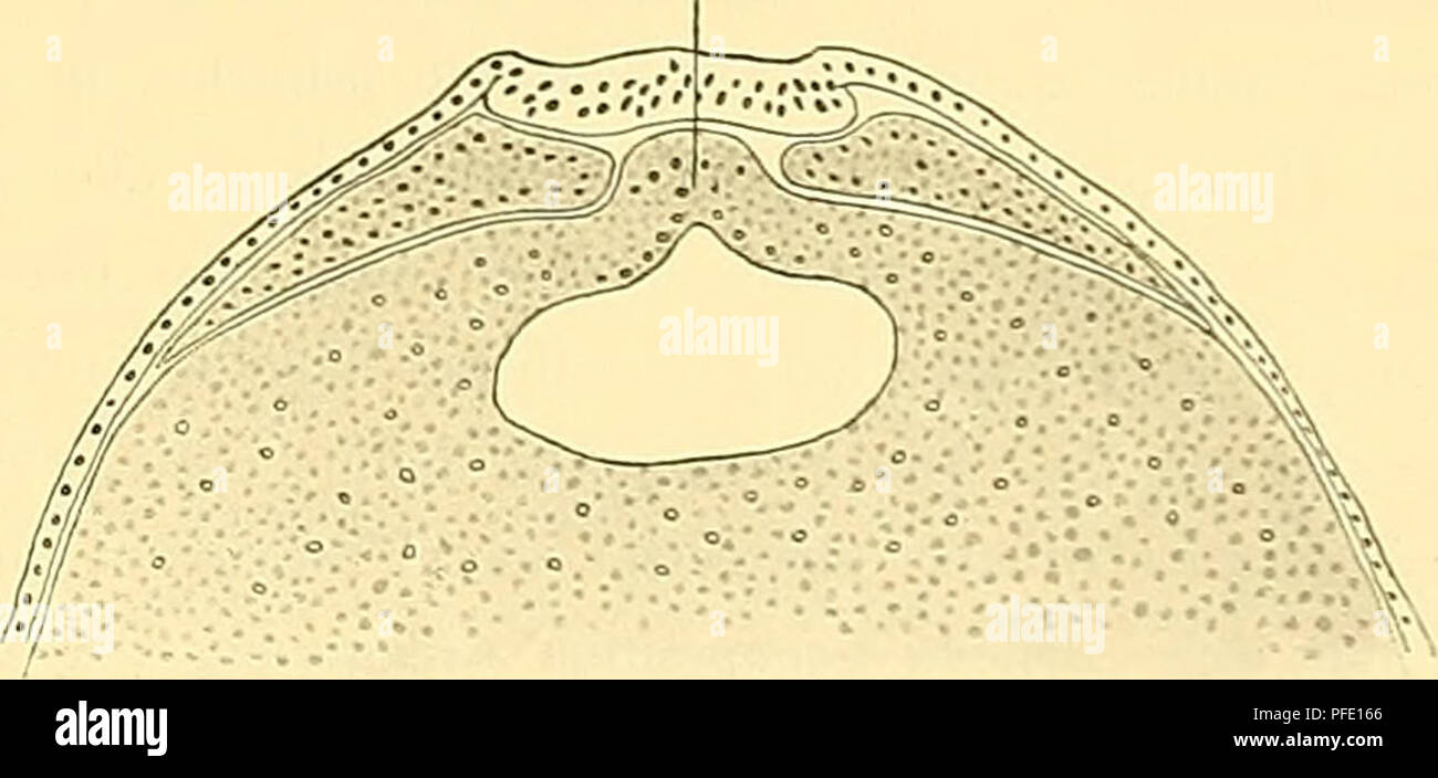 . Denkschriften der Medicinisch-Naturwissenschaftlichen Gesellschaft zu Jena. 21 Entwicklungsgeschichte des Kopfes und des Blutgefüsssystems von Ceratodus forsten. 681 Gh. hl. Ax. M.K. perist. M.K... perist. M. E. zve zugleich mit dem seitlichen Randabschnitte Vorwachsen der Lauf des Urmundes auch sterben dorsolateralen Theile der terminalen Wachsthumszone der dorsalen Urmundlippe vortreten stärker, so dass der Rand der letzteren immer mehr concav wird und namentlich auch der Zusatzger&aumlte Oberfläche eingefurcht Sterben erscheint nebenstehende Abbildung (Textfig. 12 b) soll dieses Verhalten veransc Stockfoto