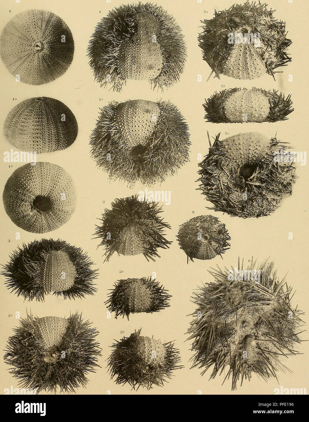 Dieser Eintrag aus den Denkschriften der Gesellschaft für Medizin und Naturwissenschaften Jena befasst sich mit der Klasse *Echinoidea* mit dem Schwerpunkt Seeigel. Es umfasst detaillierte Studien zu ihrer Anatomie, Ökologie und Taxonomie, die zur Meeresbiologie beitragen. Stockfoto